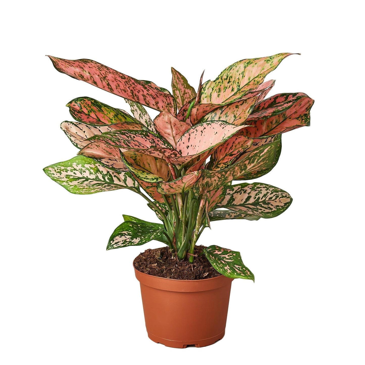 9 Pack Chinese Evergreen 'Lady Valentine' - in 6in Pot - Live Plants Tropical Houseplants | Variegated | USA Growers | The Snobby Leaf