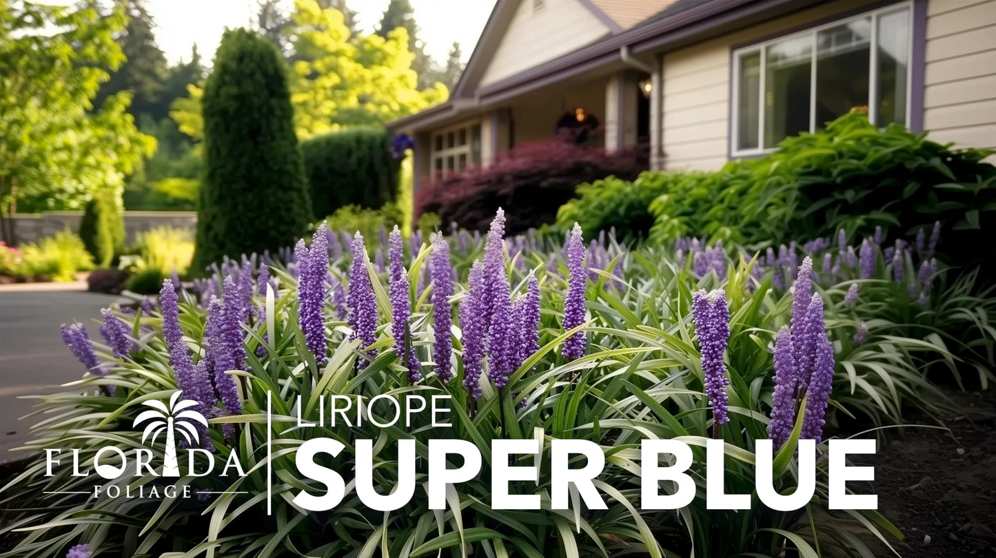 Super Blue Lilyturf - Liriope Muscari - 3 Live 4 Inch Pots - Drought Tolerant Low Maintenance Groundcover Plants