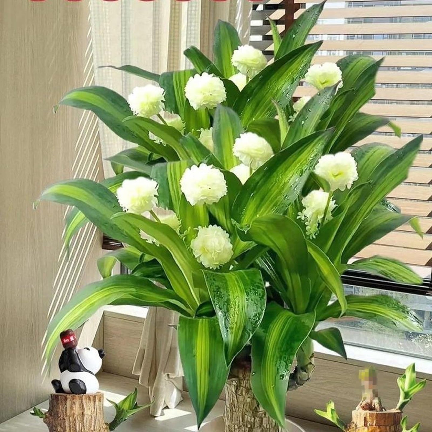 Brazilian Lucky Wood Plant,Brazilian Wood Doesn't Need to Wait to Sprout, Natural Air Cleaner, Suitable for Home Office Desk Decor (Dark Gray)