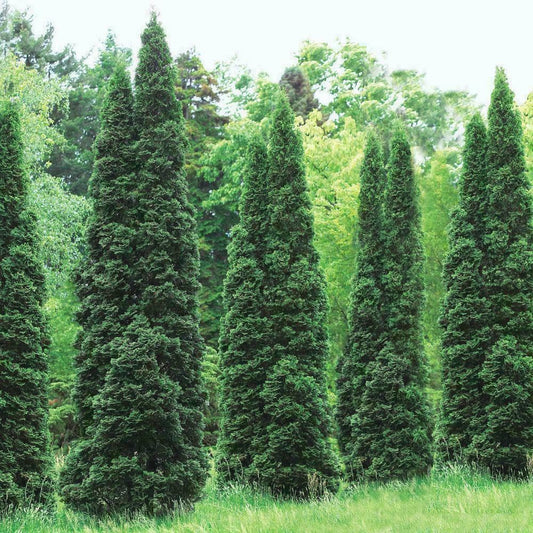 Live Plant - 25 Thuja Green Giant Arborvitae Trees/Shrubs, 6-12" Tall Live Plants, 2.5" Pots