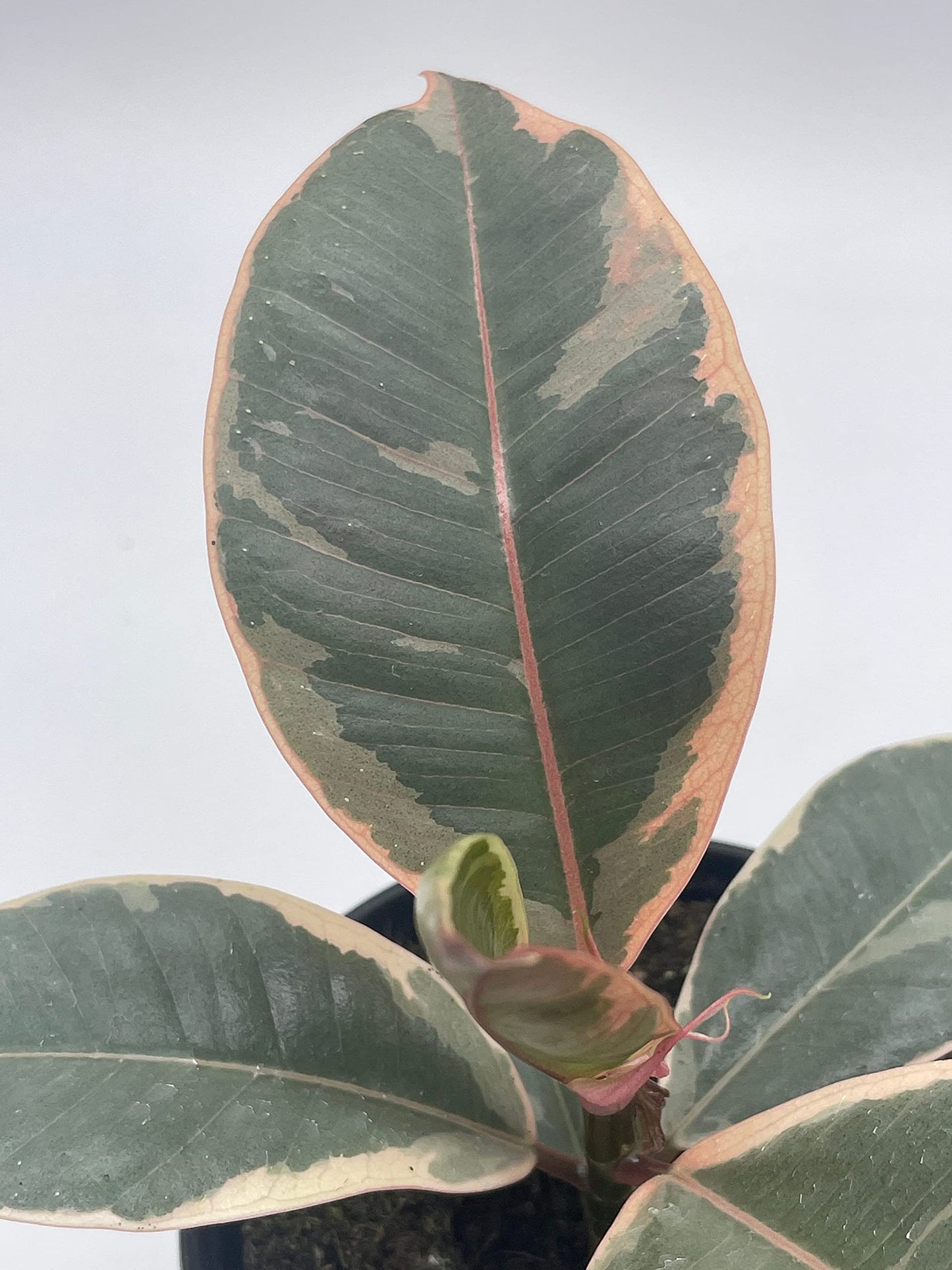 BubbleBlooms Ficus Tineke in a 4 inch Pot Variegated Elastica Rubberplant, Pink and White Rubber Plant