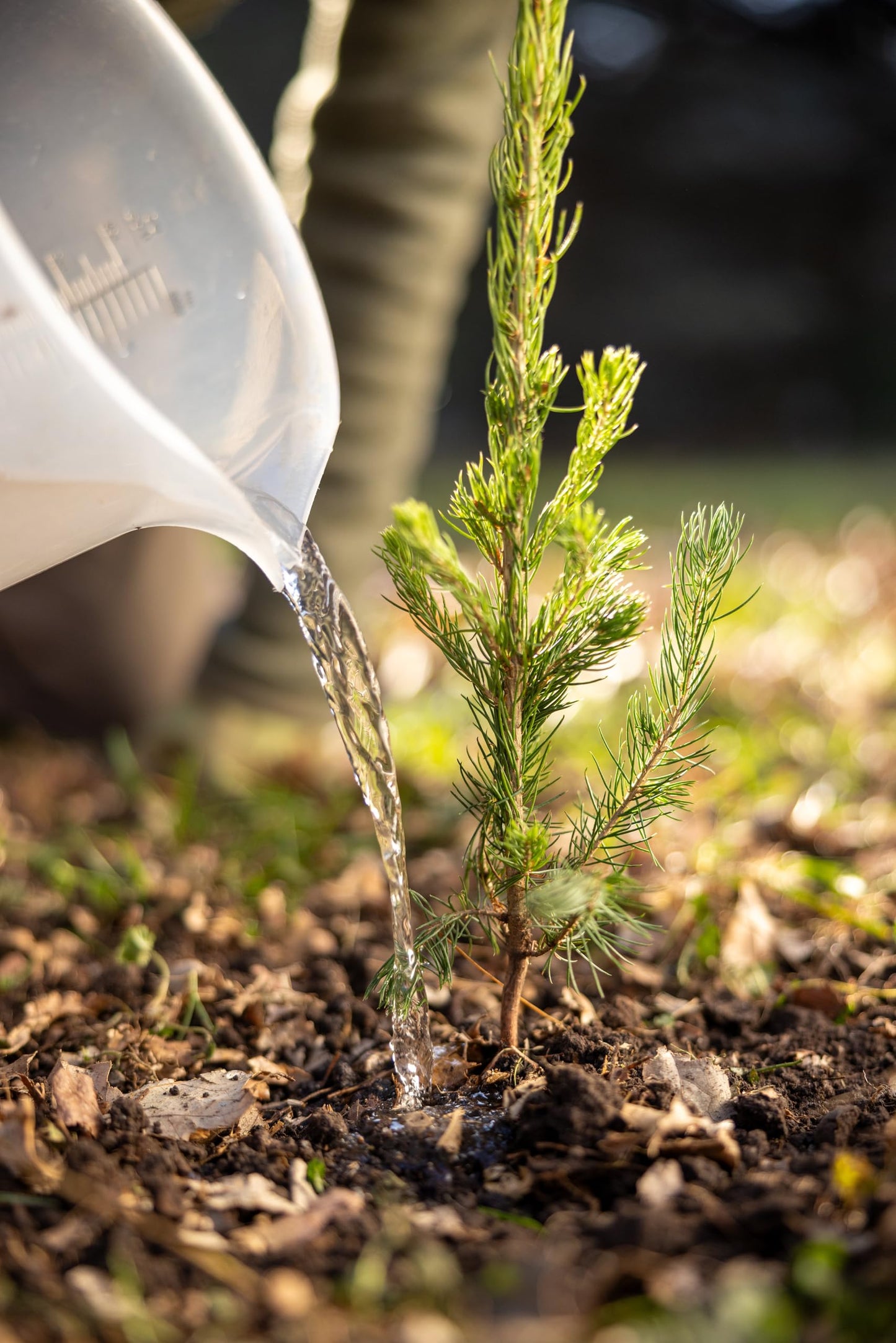 Norway Spruce Jumbo Tree Seedling Plug | 12"-18" | Arbor Day Foundation (1-Pack)