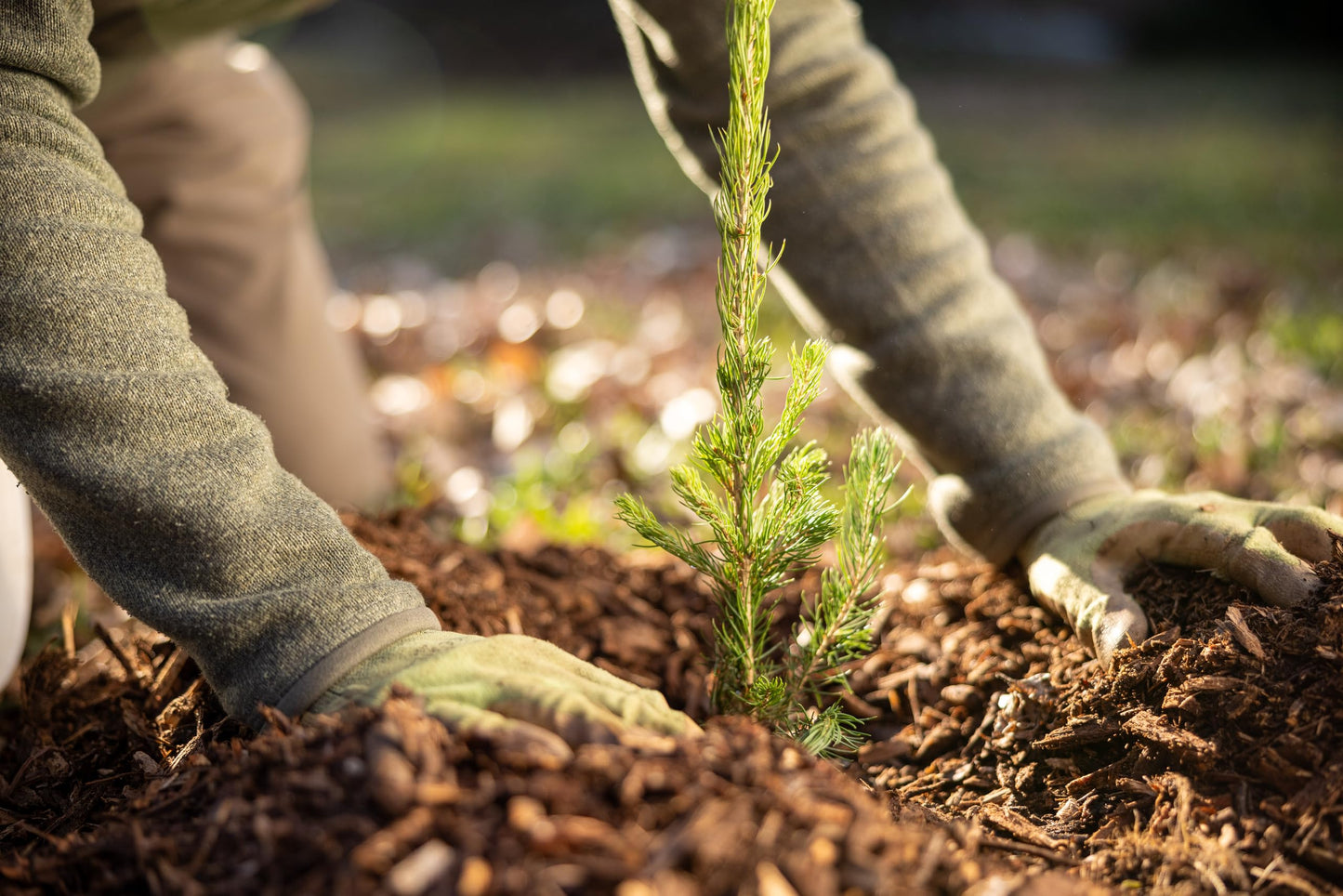 Norway Spruce Tree Seedling Plugs | 6"-12" | Arbor Day Foundation (5-Pack)