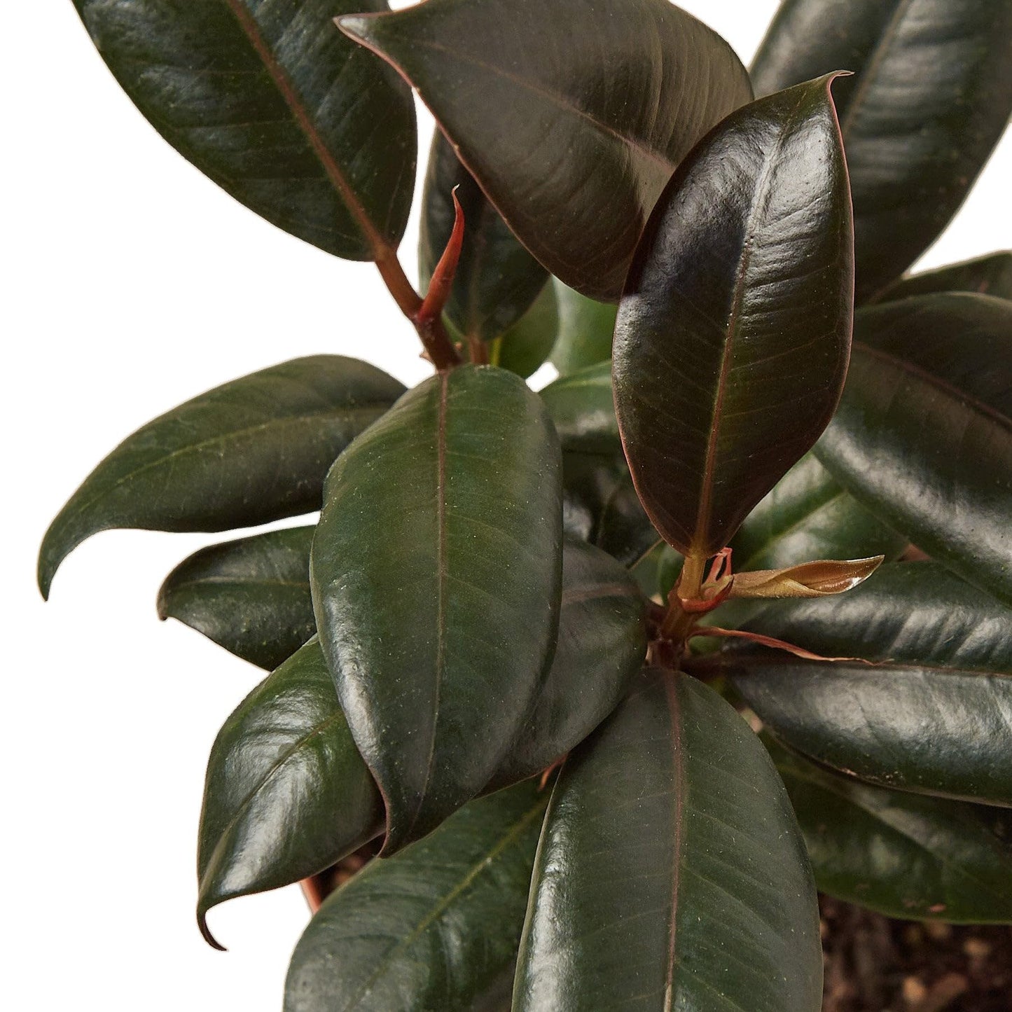 7 Pack Ficus Elastica 'Burgundy' in 6in Pot - Live Plants Tropical Houseplants | Variegated | USA Growers | The Snobby Leaf