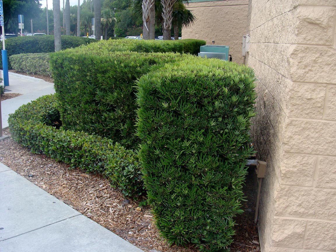 Podocarpus Japanese Yew | 5 Live 4 Inch Plants | Podocarpus Macrophyllus | Evergreen Shrub, Low Maintenance, Drought Tolerant, Privacy Screen Landscaping, Fast Growing, Ornamental Foliage