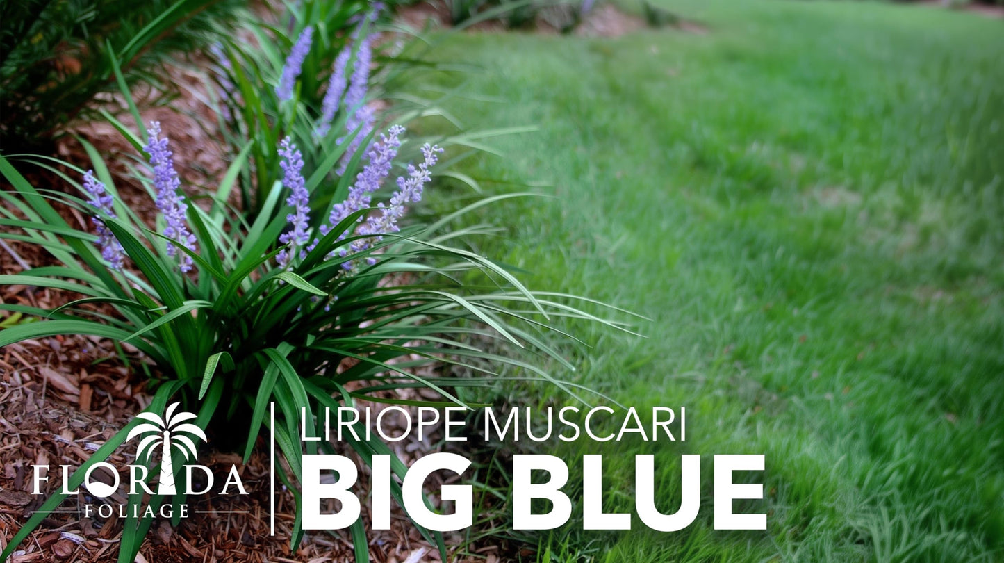 Liriope Big Blue | 20 Live Plants | Liriope muscari | Lavender Blue Flowers | Evergreen Ground Cover for Shade | Landscape Borders for Walkways and Beds