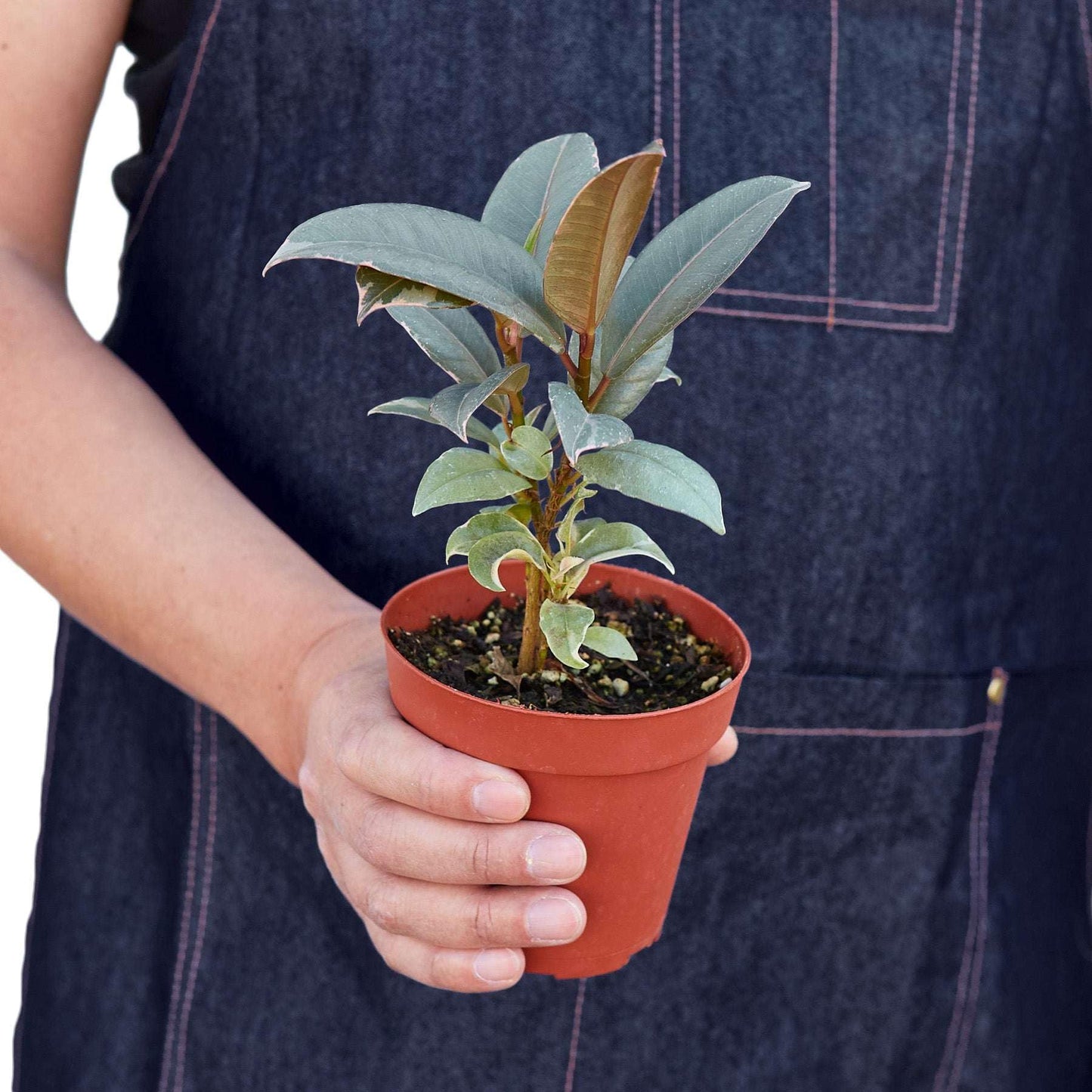 Ficus Elastica Tineke Live Plant for Indoor | Different Houseplants in 4'' & 6'' Pot | Real House Plant for Living Room, Office, Desk & Bathroom | Variegated Rubber Tree