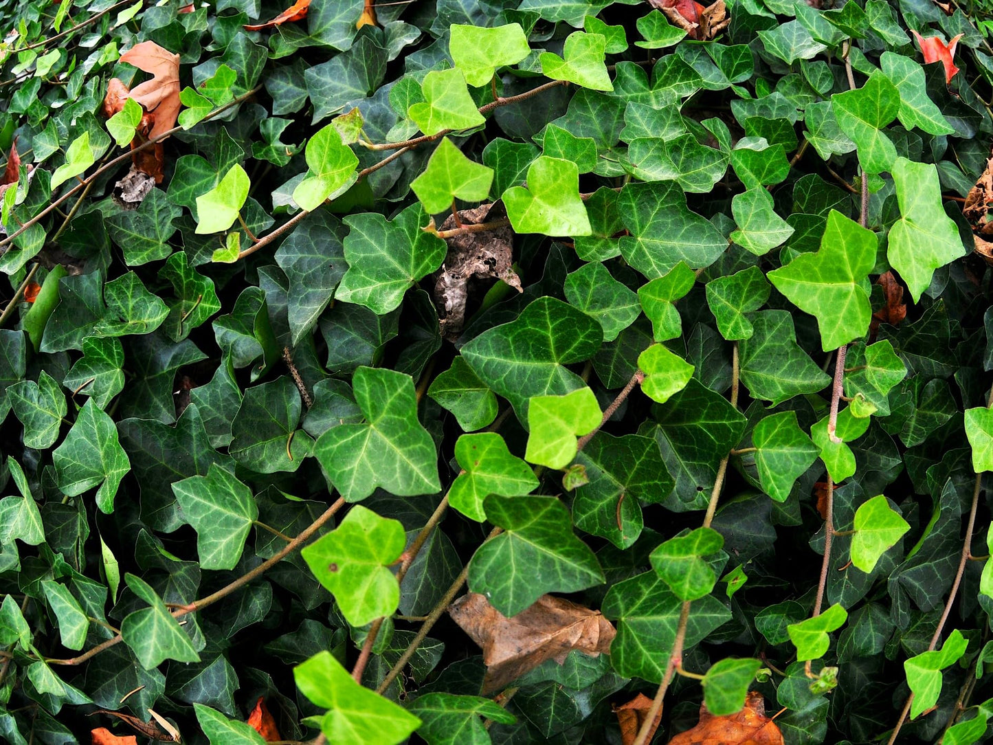 Greenwood Nursery: Live Ground-Cover Plants - English Ivy + Hedera Helix - [Qty: 200 Bare Roots] - (Click for Other Available Plants/Quantities)