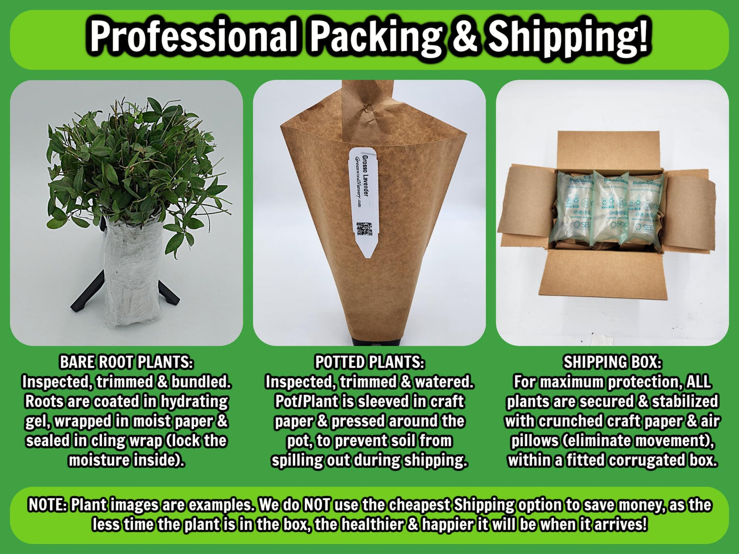 Greenwood Nursery: Live Shrub Plants - Dwarf Burning Bush + Euonymus Alatus - [Qty: 1x 3.5 Pot] - (Click for Other Available Plants/Quantities)