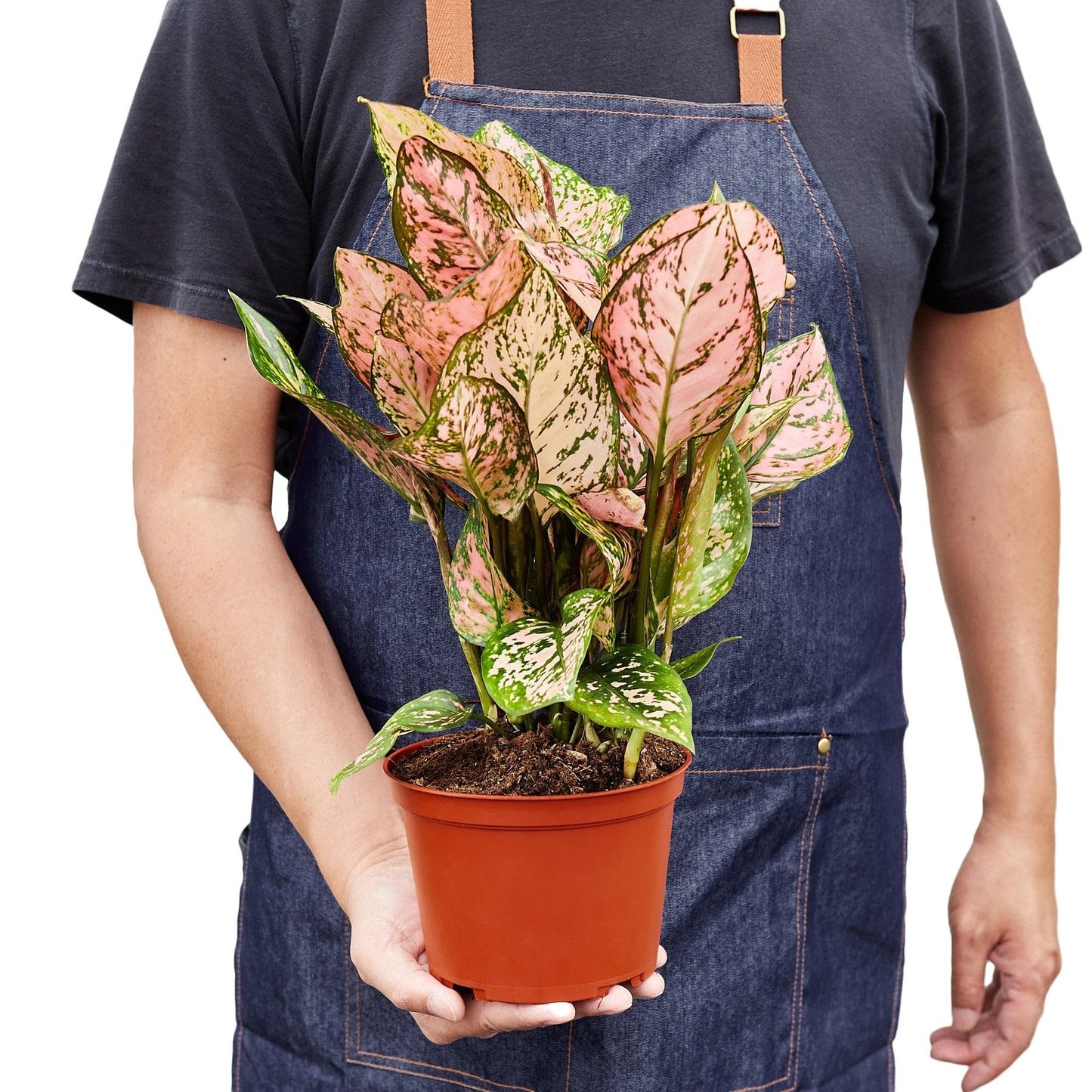 Chinese Evergreen 'Lady Valentine' in 4in Pot - Live Plants Tropical Houseplants | Variegated | USA Growers | The Snobby Leaf