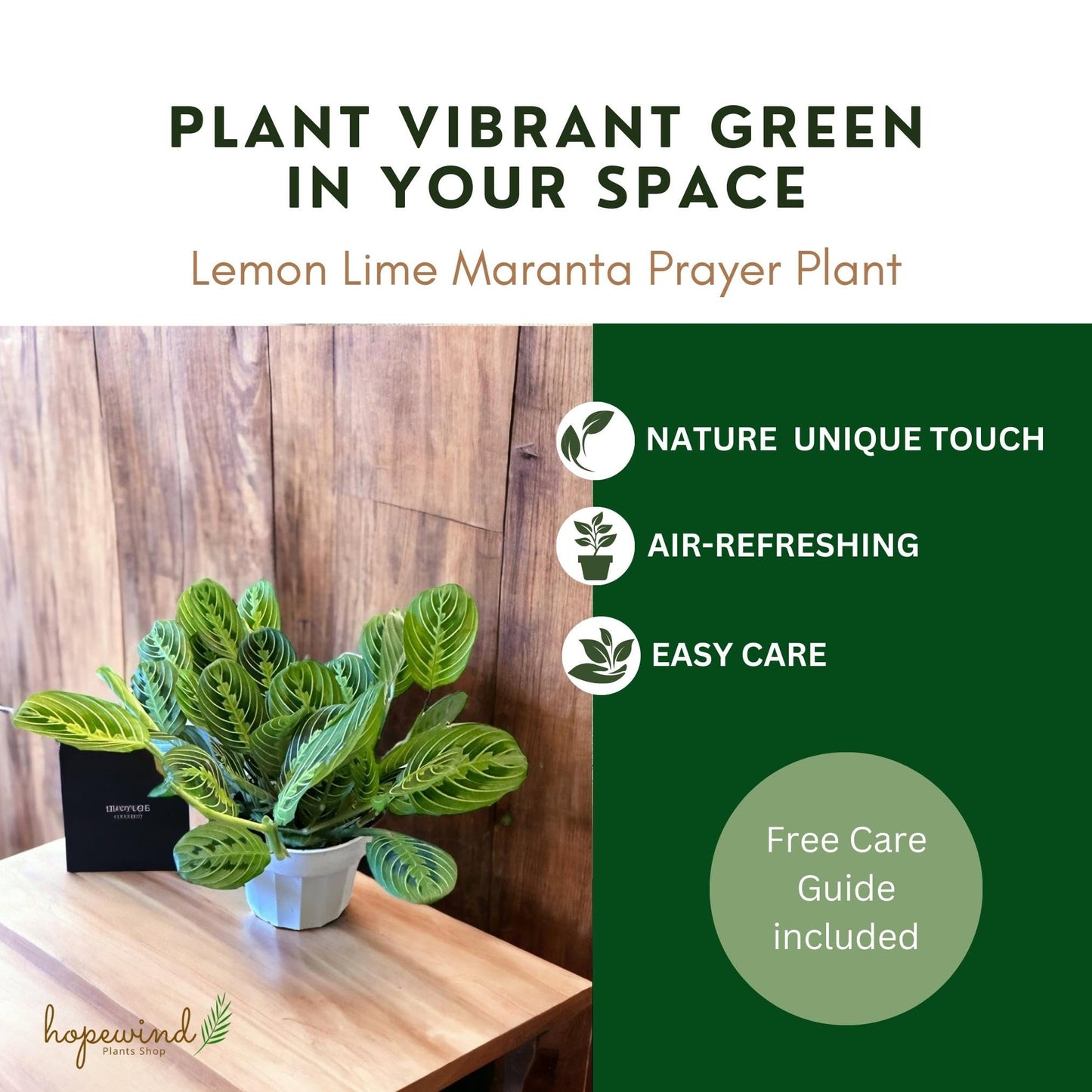 Live Plant,2Lemon Lime Maranta Prayer Plant, Pet Friendly, Air Purifying Plant, Easy Care, EasytoGrow Live Indoor Plant, Houseplant, Rare Indoor Plant, Home Décor 4 inch Pot by Hopewind Plants Shop