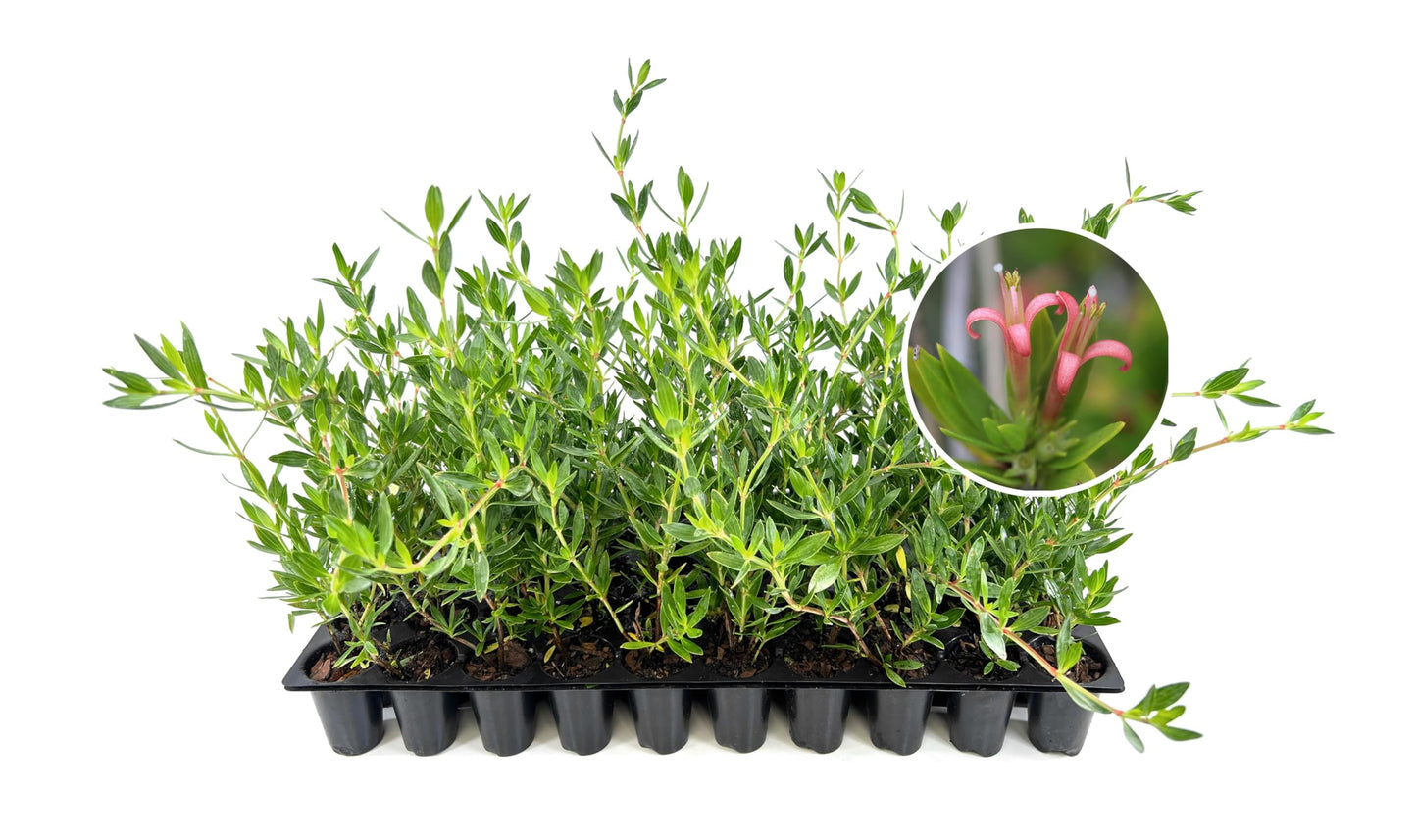 Beach Creeper | 3 Live Plants | Ernodea Littoralis | Coastal Ground Cover | Salt Tolerant | Low Maintenance | Drought Resistant | Fast Growing | Ideal for Sandy Soils | Tropical Landscaping