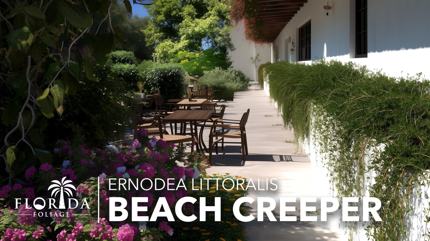 Beach Creeper | 3 Live Plants | Ernodea Littoralis | Coastal Ground Cover | Salt Tolerant | Low Maintenance | Drought Resistant | Fast Growing | Ideal for Sandy Soils | Tropical Landscaping