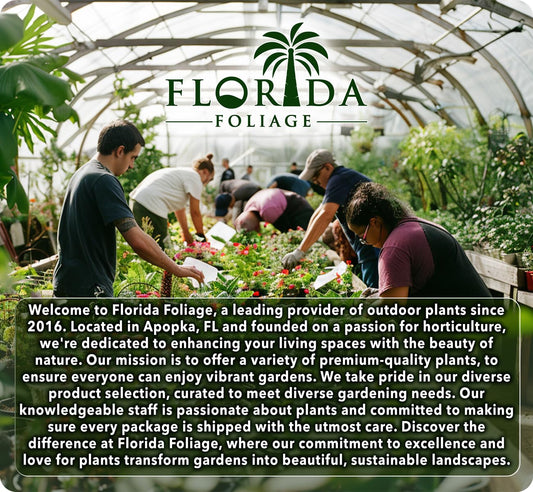 Abelia Grandiflora Edward Goucher - 50 Live Plants - Flowering Deer Resistant Butterfly Attracting Shrub