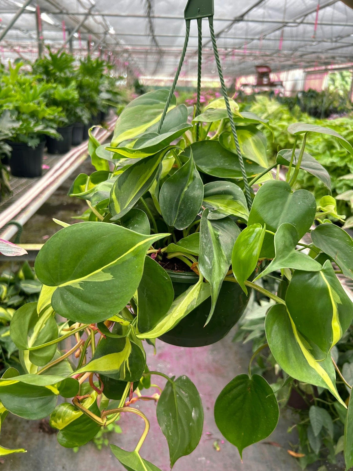 3 Pack Philodendron 'Brasil' in 4in Pot - Live Tropical Houseplant - Easy to Grow | Air Purifying | Variegated | USA Growers | The Snobby Leaf