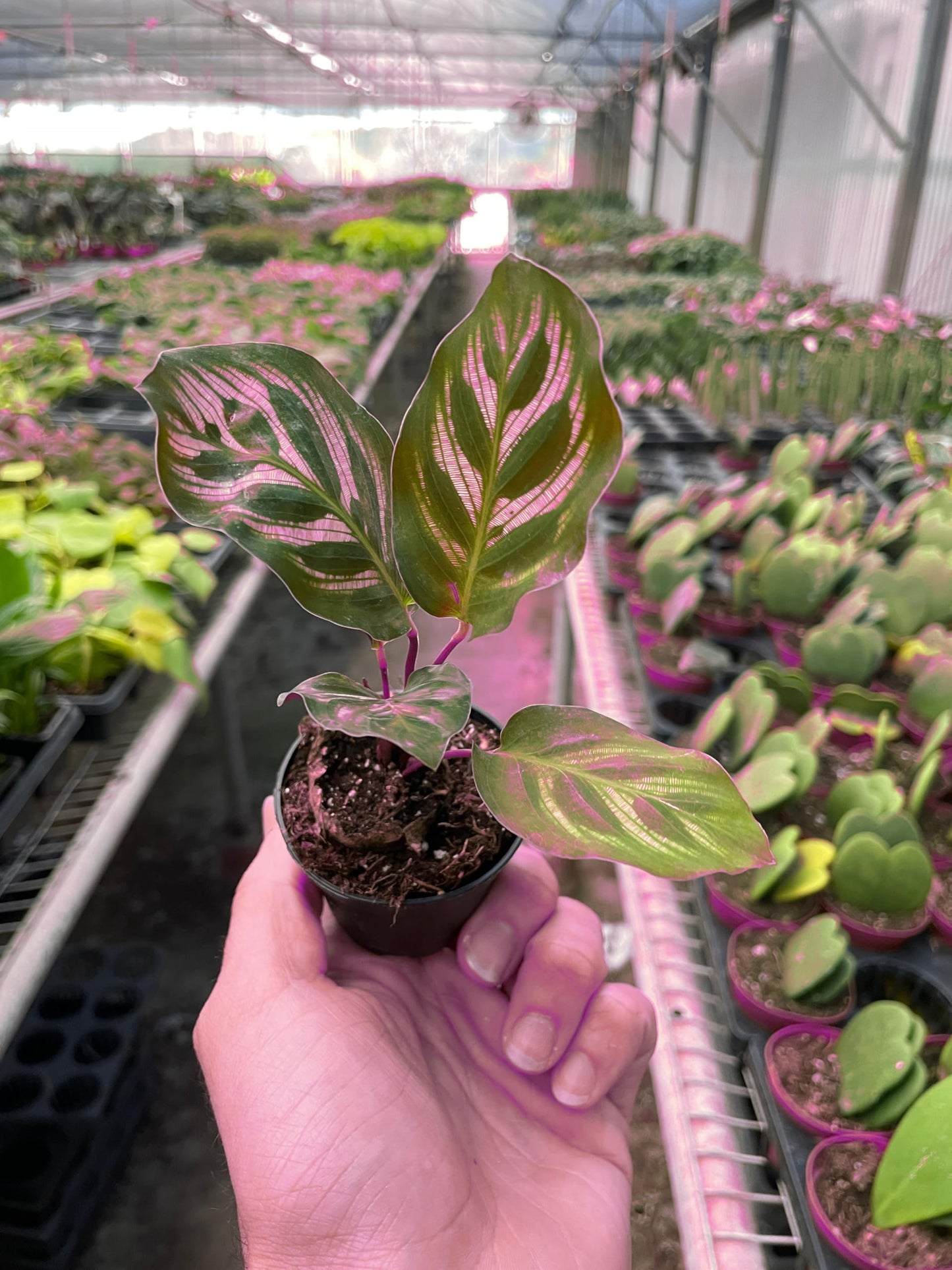Calathea 'Makoyana' in 4in Pot - Live Tropical Houseplant - Easy to Grow | Air Purifying | Pet Friendly | Variegated | USA Growers | The Snobby Leaf