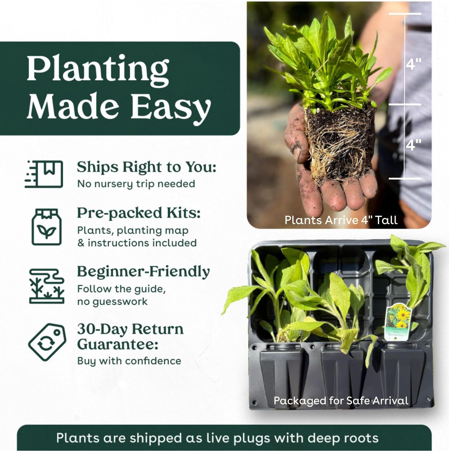 Frogfruit 32 Live Plants (Phyla nodiflora) – Native Groundcover for Pollinator Gardens & Lawn Alternative, Low Growing Perennial, Drought Tolerant, Full Sun Landscaping Plant