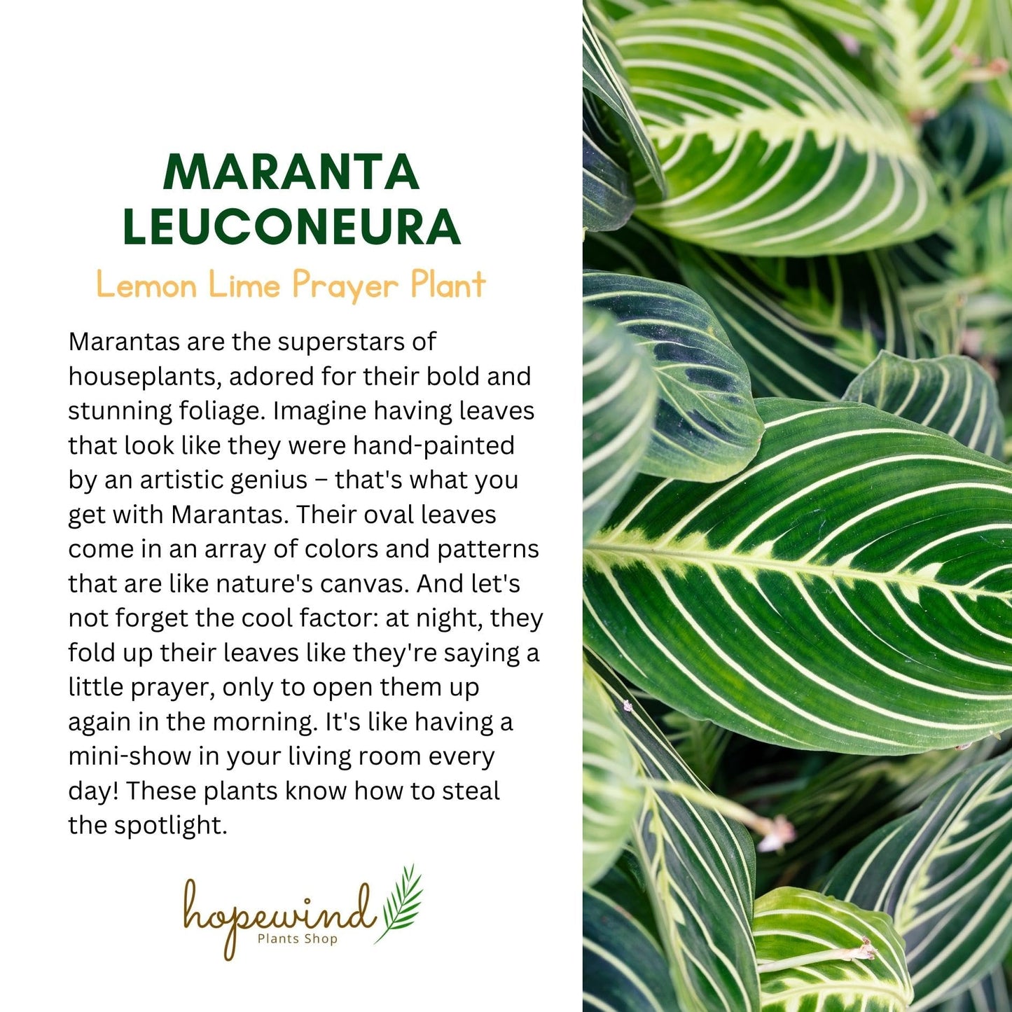 Live Plant, Lemon Lime Maranta Prayer Plant, Pet Friendly, Air Purifying Plant, Easy Care, Easy to Grow Live Indoor Plant, Houseplant, Rare Indoor Plant, Home Décor 4 inch Pot by Hopewind Plants Shop