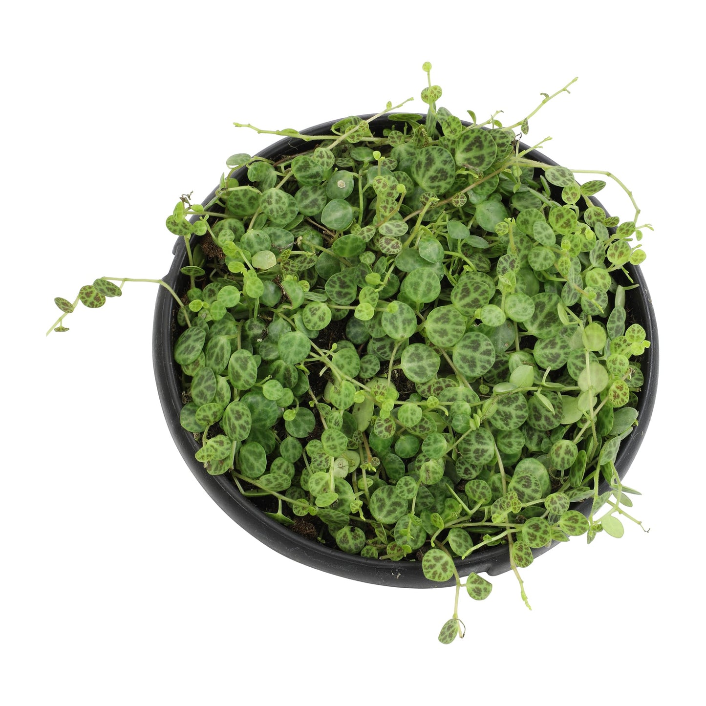 String of Turtles Live Plant Hanging Basket, Pet Friendly Live Indoor Plants, Peperomia prostrata Succulent, Real Houseplant, Non-Toxic Houseplants for Home or Office