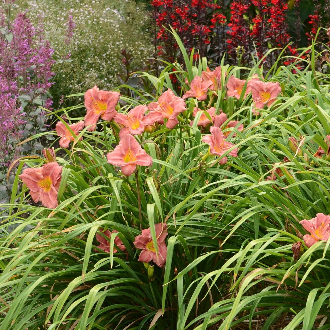 Votaniki Hemerocallis 'Rosey Returns Daylily' - Long Blooming, Perennial Daylily Bare Root for Plant | Perfect Addition to Any Garden - Easy to Gow and Low Maintenance (4 Pack)