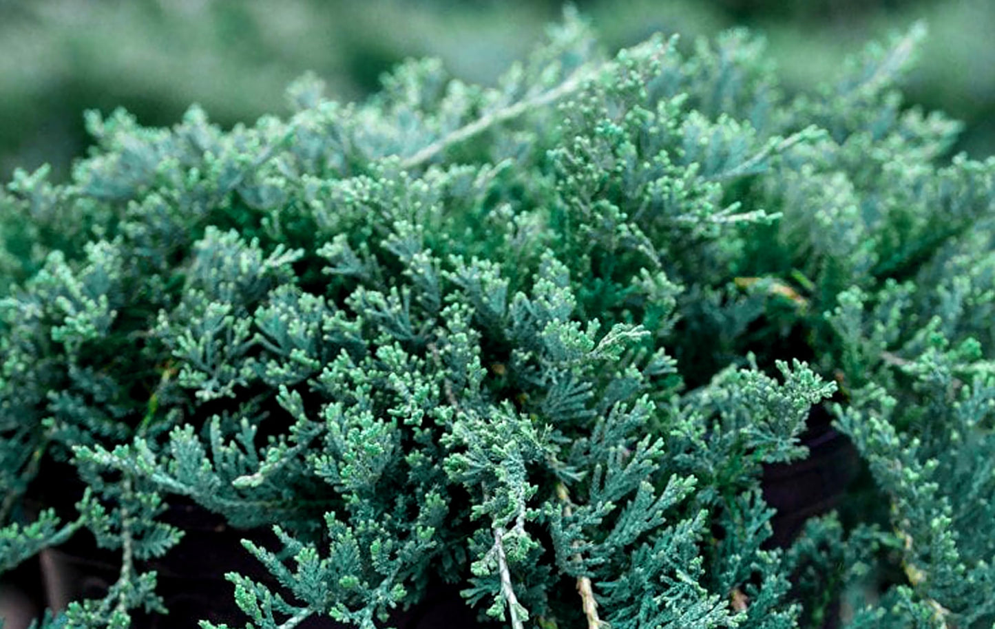 Blue Rug Juniper Wiltonii | 1 Live 4 Inch Plant | Juniperus Horizontalis | Creeping Ground Cover, Low Maintenance Shrub, Drought Tolerant, Evergreen Foliage, Fast Growing, Erosion Control