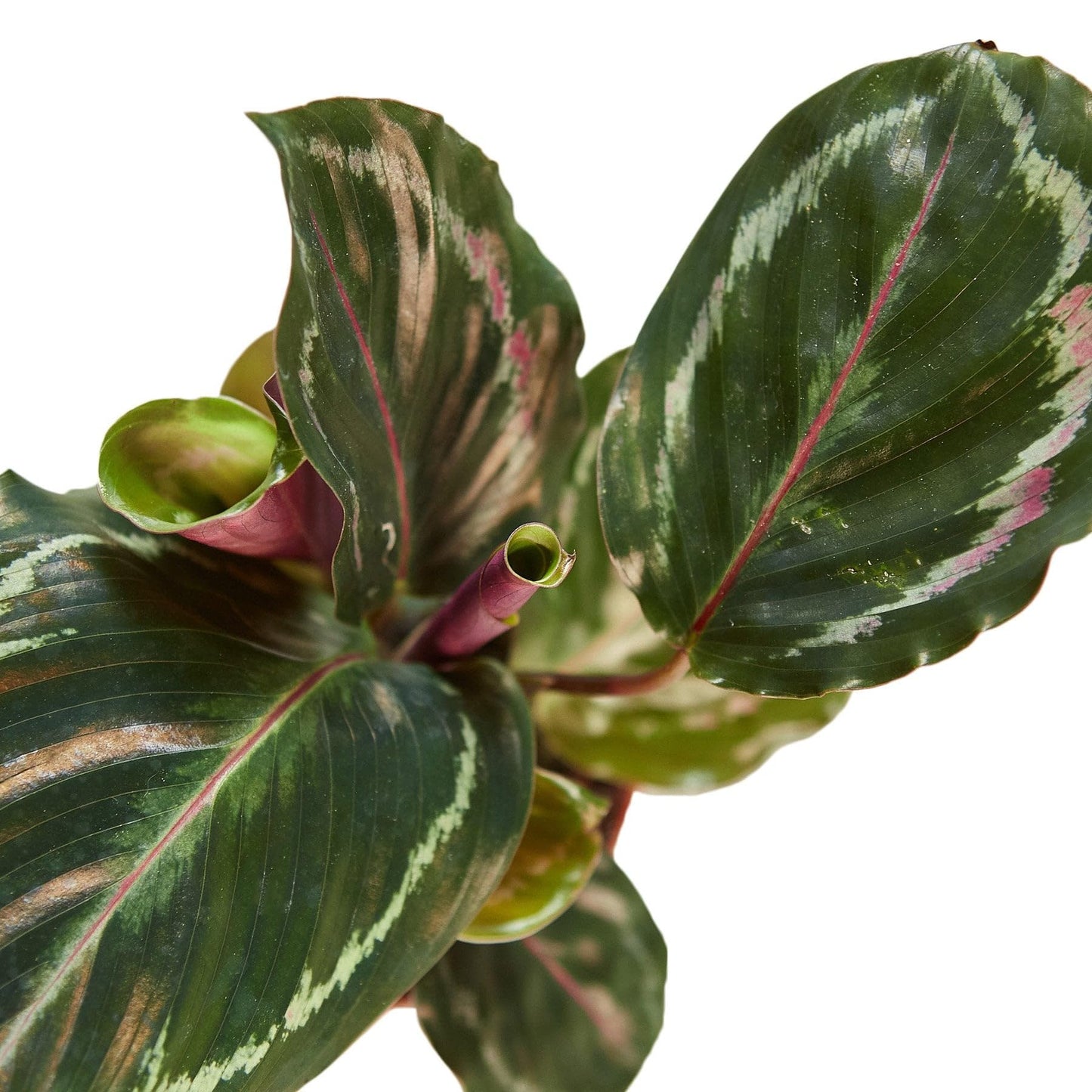 2 Pack Calathea Roseopicta 'Medallion' in 4in Pot - Live Plants Tropical Houseplants | Variegated | USA Growers | The Snobby Leaf