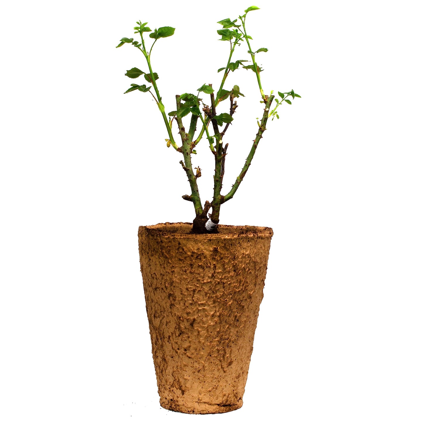 Red Eden Climbing 1.5 Gal Rose Plant Live, Fragrant Reblooming Red Flowers, Own Root Climber for Arbor, Trellis, Fence or Screening, Stargazer Perennials