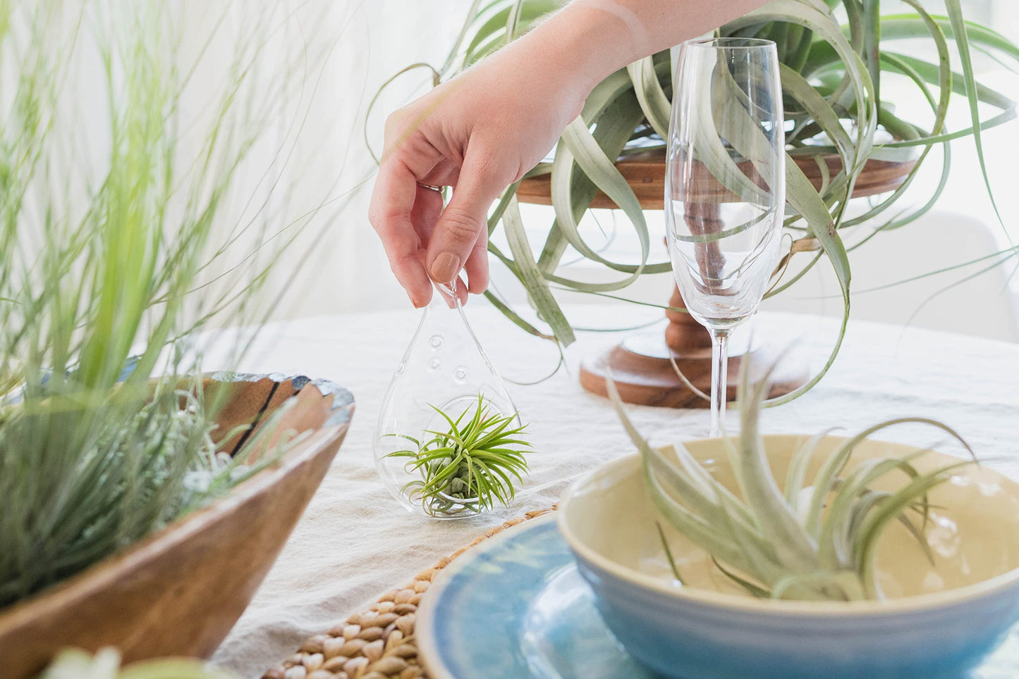 Large Air Plants Ionantha Victoriana 4 to 6 inch - Available in Wholesale and Bulk - Live Succulent House Plants - Home and Garden Decor - Easy Care Indoor and Outdoor Plants (Pack of 1)