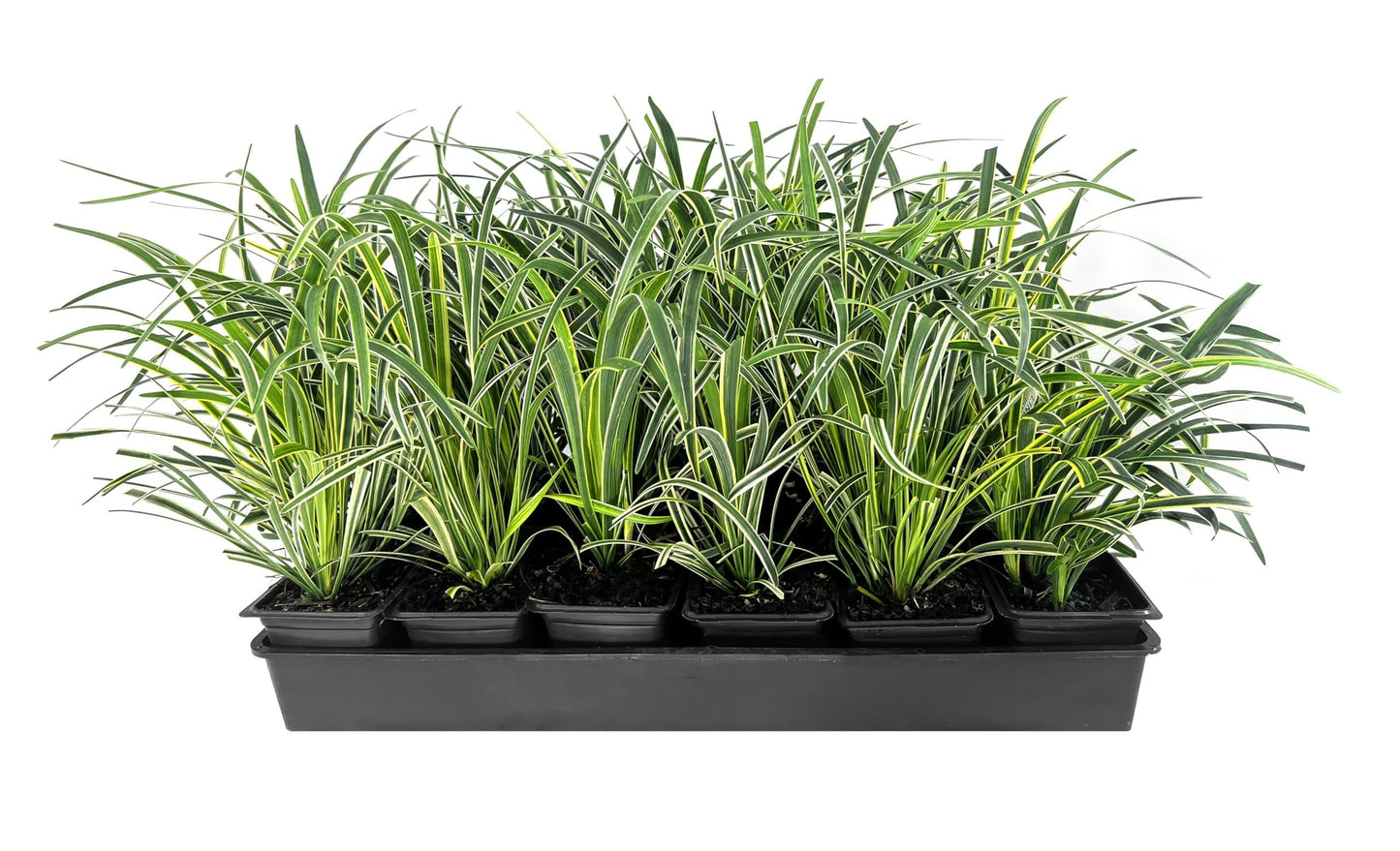 Variegated Liriope | 54 Live 4 Inch Pots | Liriope Muscari Variegata | Ornamental Ground Cover Plants | Evergreen Foliage