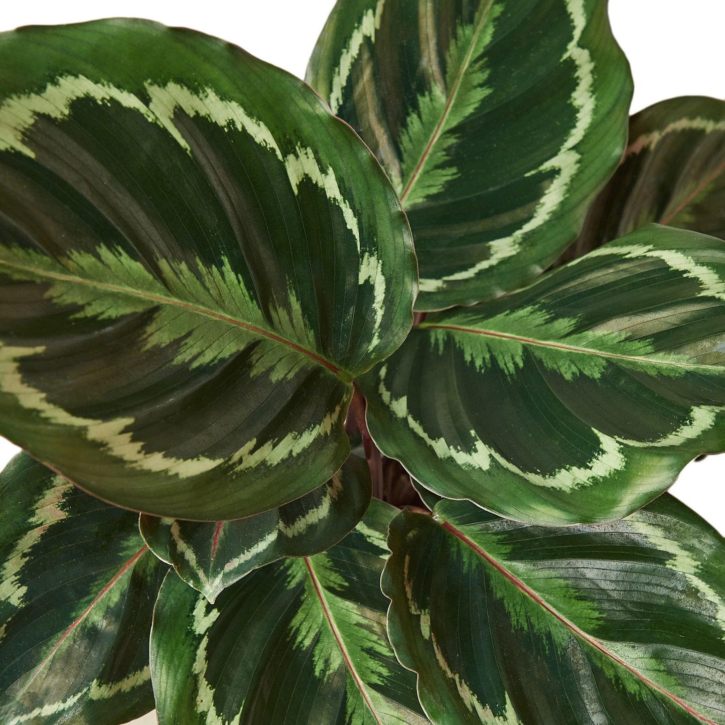 10 Pack Calathea Roseopicta 'Medallion' in 4in Pot - Live Plants Tropical Houseplants | Variegated | USA Growers | The Snobby Leaf