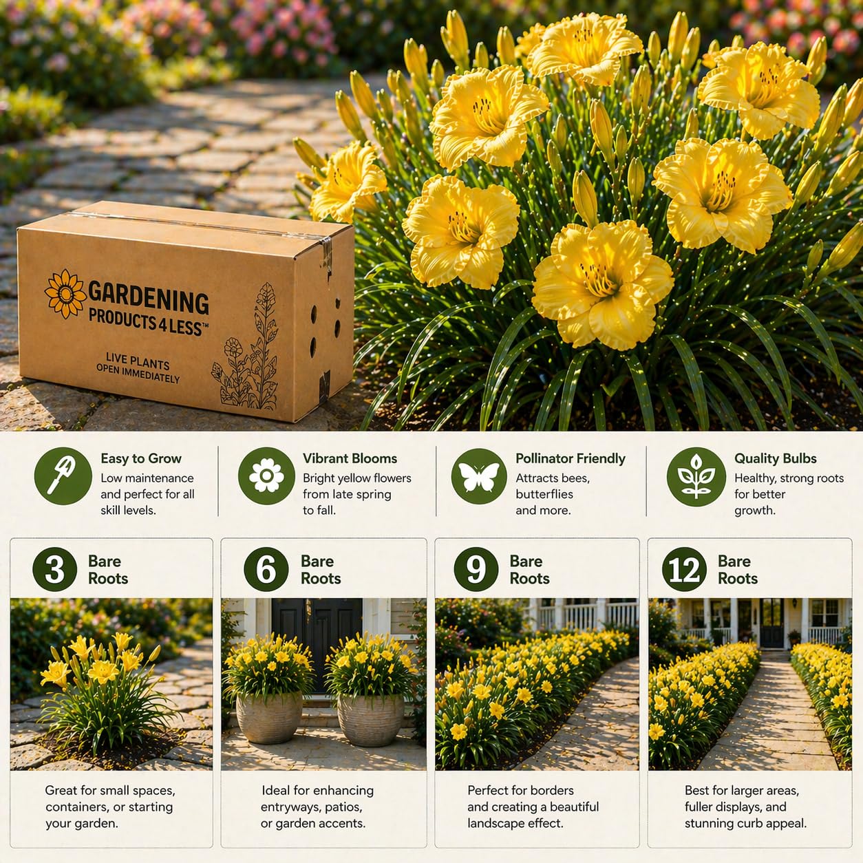 American Stella D’Oro Daylily Bare Roots – Perennial Hemerocallis for Spring Planting – Easy-to-Grow Outdoor Garden Flowers – Attracts Butterflies & Bees (12, Twelve Bare Roots with Bulb Planter)
