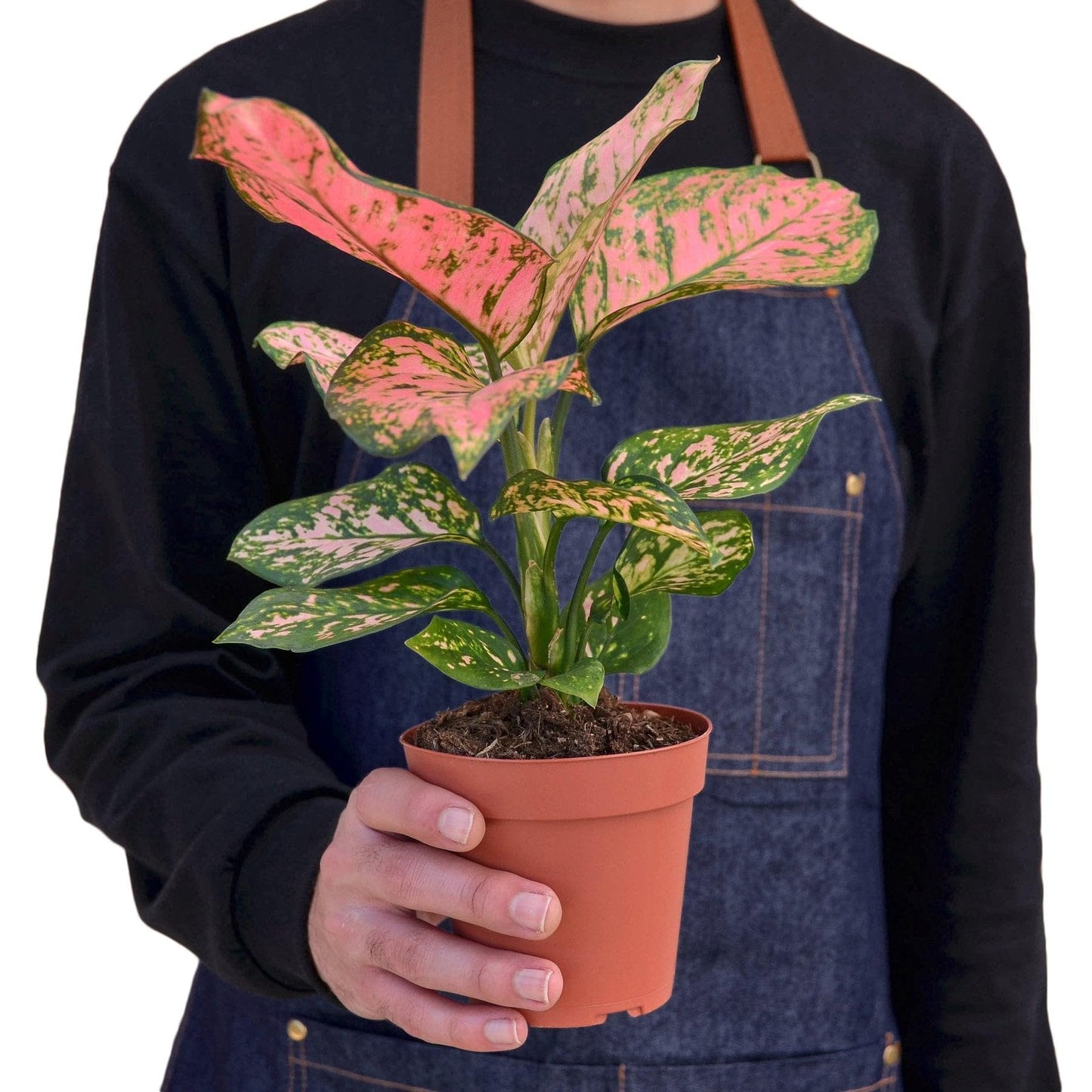 7 Pack Chinese Evergreen 'Lady Valentine' in 2in Pot - Live Plants Tropical Houseplants | Variegated | USA Growers | The Snobby Leaf