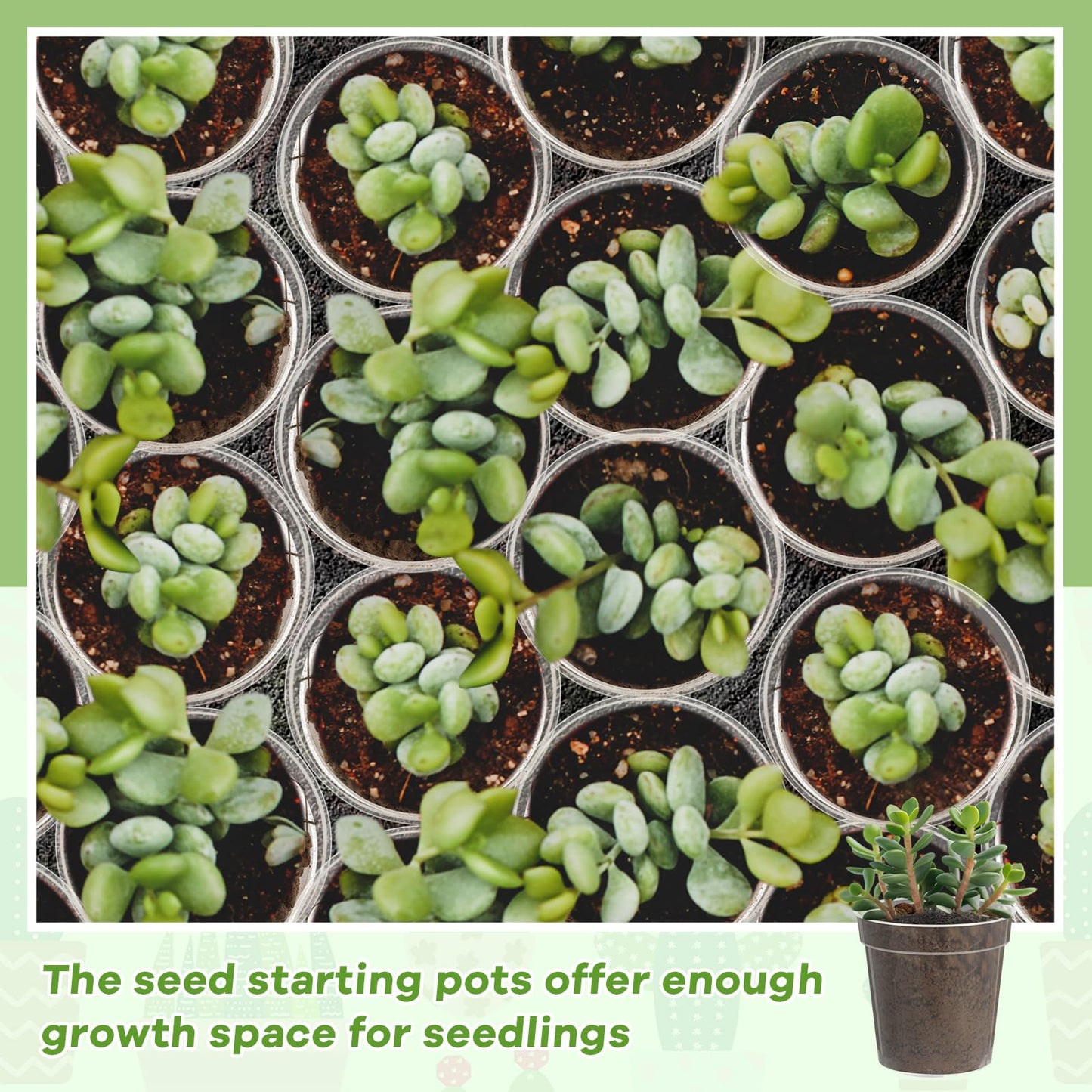 Yaomiao 200 Pcs 2 Inch Clear Mini Plastic Plant Pot Nursery Seedling Pots Seed Starter with Drainage Holes for Indoor Outdoor Garden Succulent Plants Cuttings Transplanting