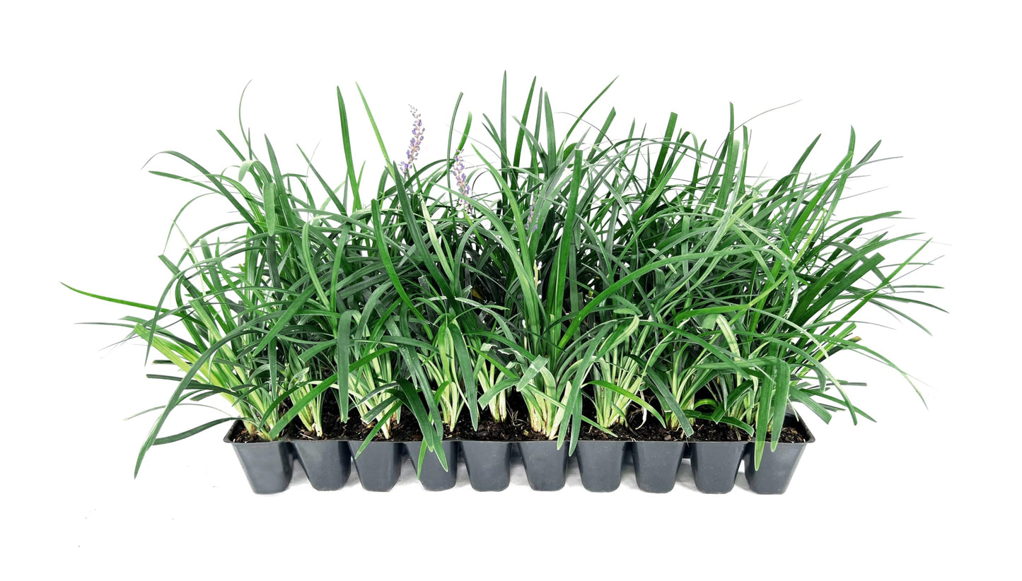 Super Blue Liriope Muscari - 40 Live Plants - Evergreen Ground Cover Grass