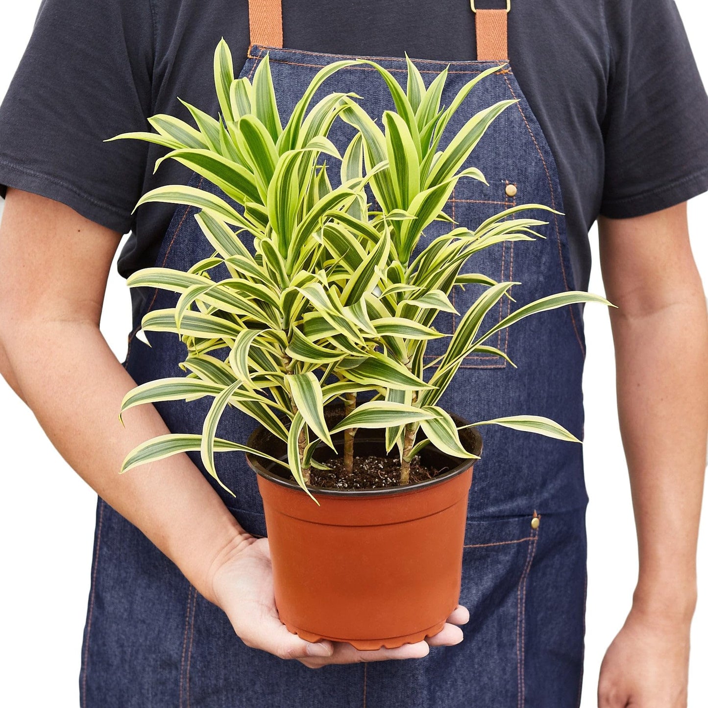 2 Pack Dracaena 'Song of India' in 6in Pot - Live Plants Tropical Houseplants | Variegated | USA Growers | The Snobby Leaf
