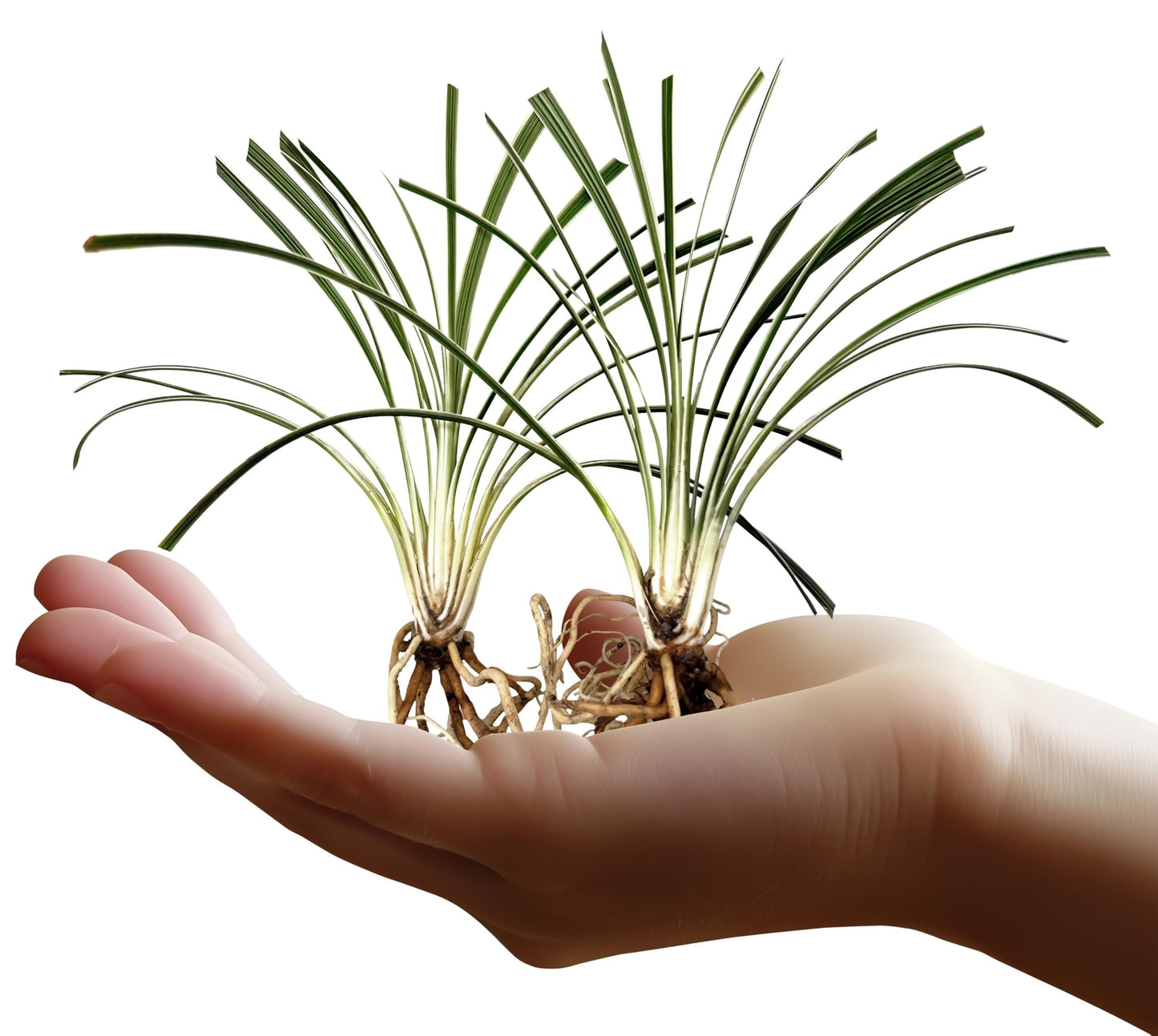 Aztec Grass | 3 Live Bare Root Pips | Liriope Muscari ‘Aztec Grass’ | Variegated Liriope | Ornamental Grass for Borders | Low Maintenance Ground Cover Plants
