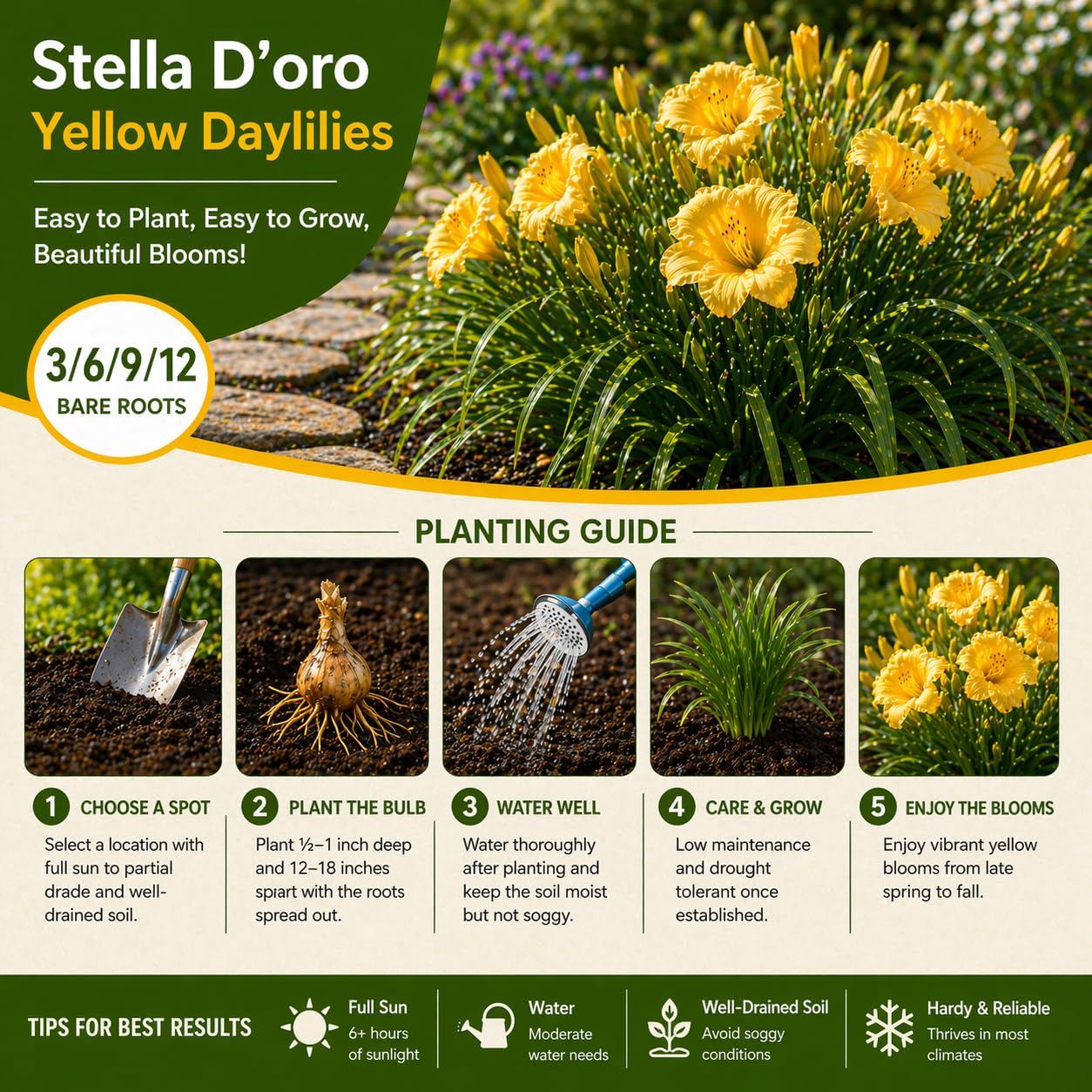 American Stella D’Oro Daylily Bare Roots – Perennial Hemerocallis for Spring Planting – Easy-to-Grow Outdoor Garden Flowers – Attracts Butterflies & Bees (6, Six Bare Roots)