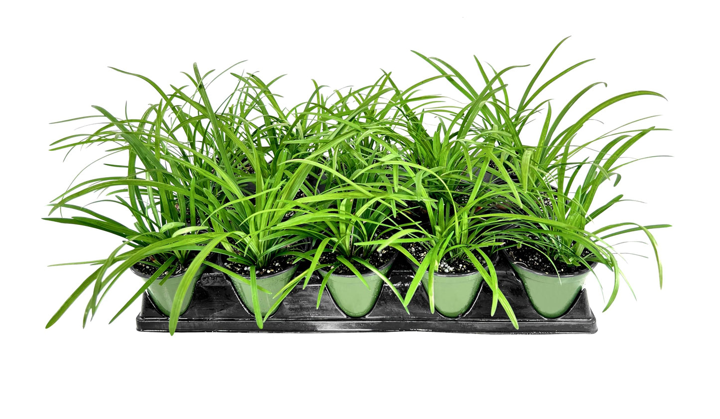 Big Blue Liriope Muscari - 3 Live 4 Inch Pots - Drought Tolerant Low Maintenance Evergreen Plants Grass Lilyturf