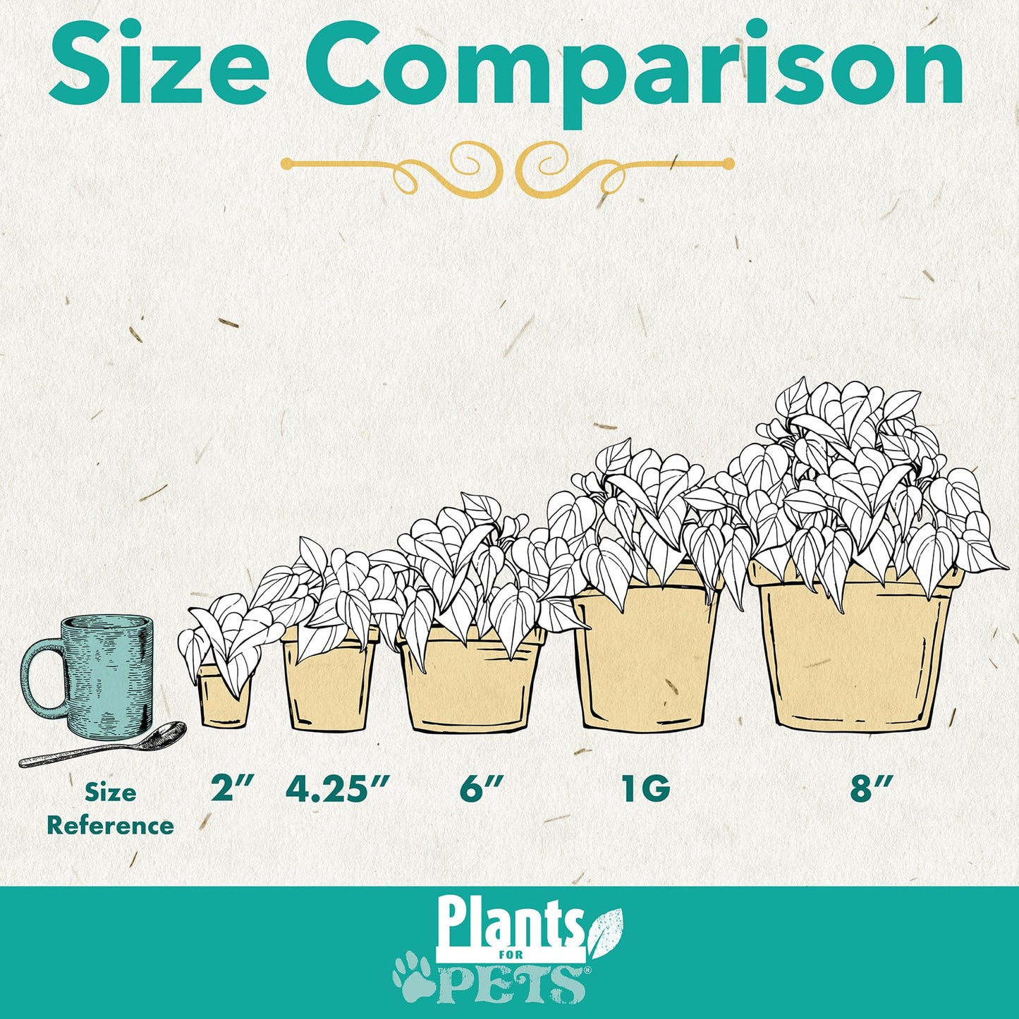 Dracaena Marginata Sunray, Air Purifying Easy Houseplant Decor in 6" White Pot, Dracaena Corn Stalk, Live Botanical Gift, Indoor Dragon Tree, Real Plants & Decorative Plants by Plants for Pets