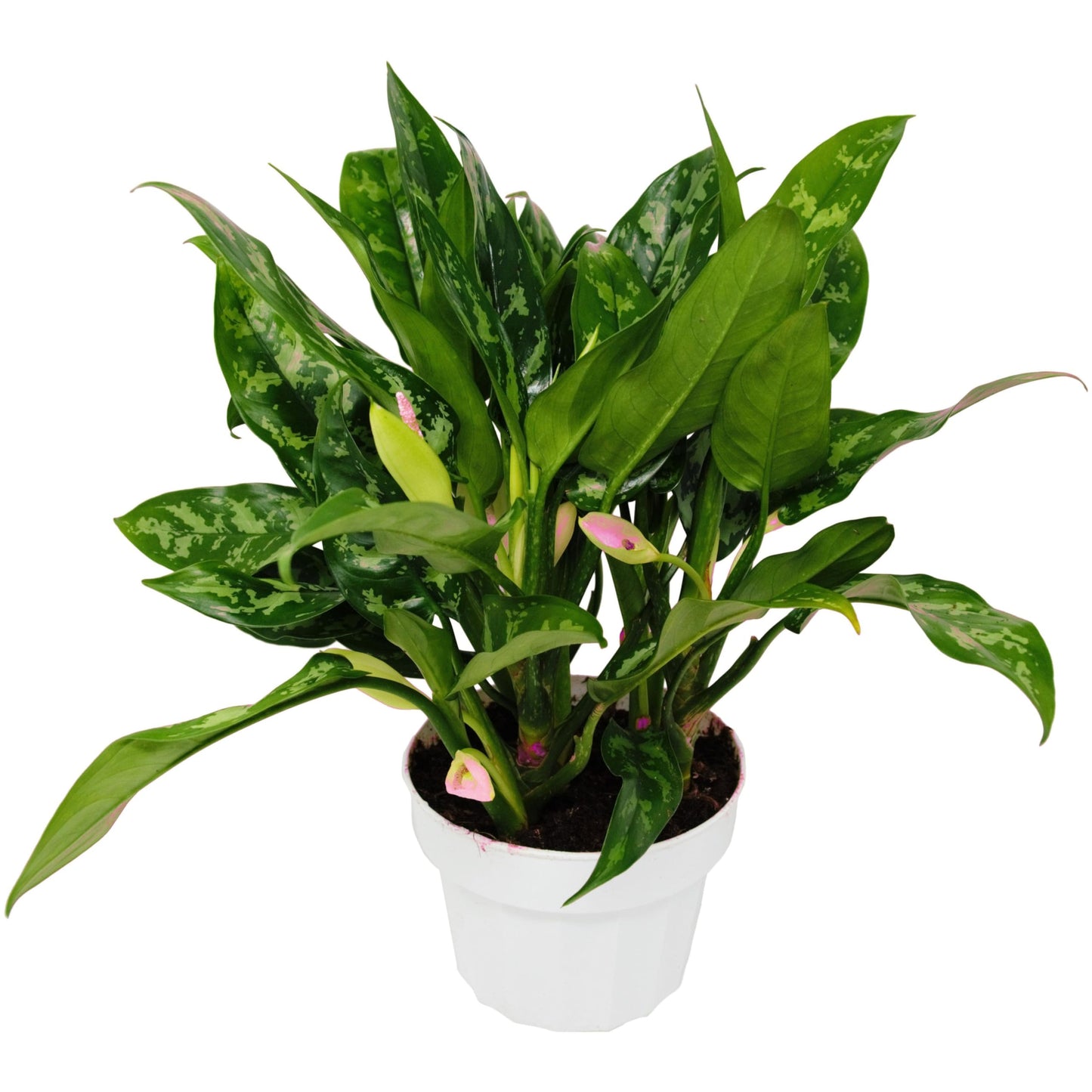 5 Pack Chinese Evergreen 'Maria' in 6in Pot - Live Tropical Houseplant - Easy to Grow | Air Purifying | Variegated | USA Growers | The Snobby Leaf