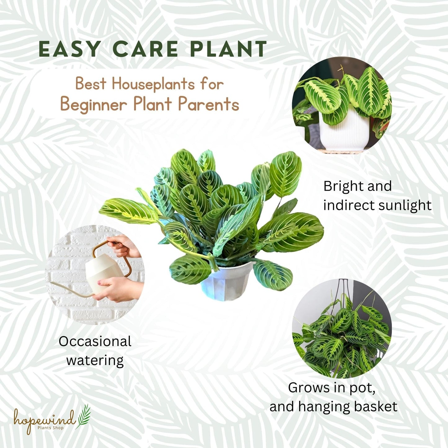 Live Plant,2Lemon Lime Maranta Prayer Plant, Pet Friendly, Air Purifying Plant, Easy Care, EasytoGrow Live Indoor Plant, Houseplant, Rare Indoor Plant, Home Décor 4 inch Pot by Hopewind Plants Shop