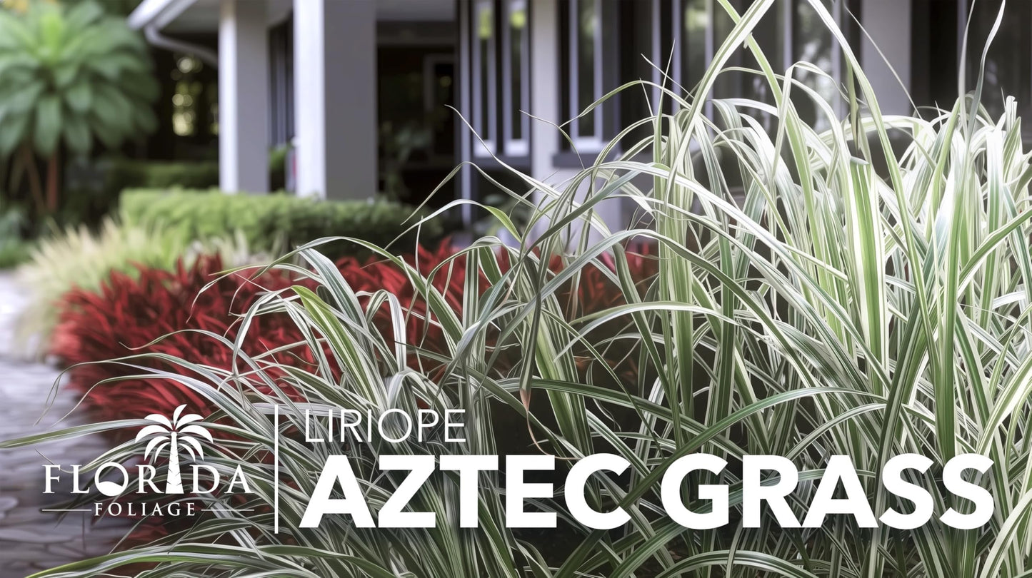 Aztec Grass | 3 Live Bare Root Pips | Liriope Muscari ‘Aztec Grass’ | Variegated Liriope | Ornamental Grass for Borders | Low Maintenance Ground Cover Plants