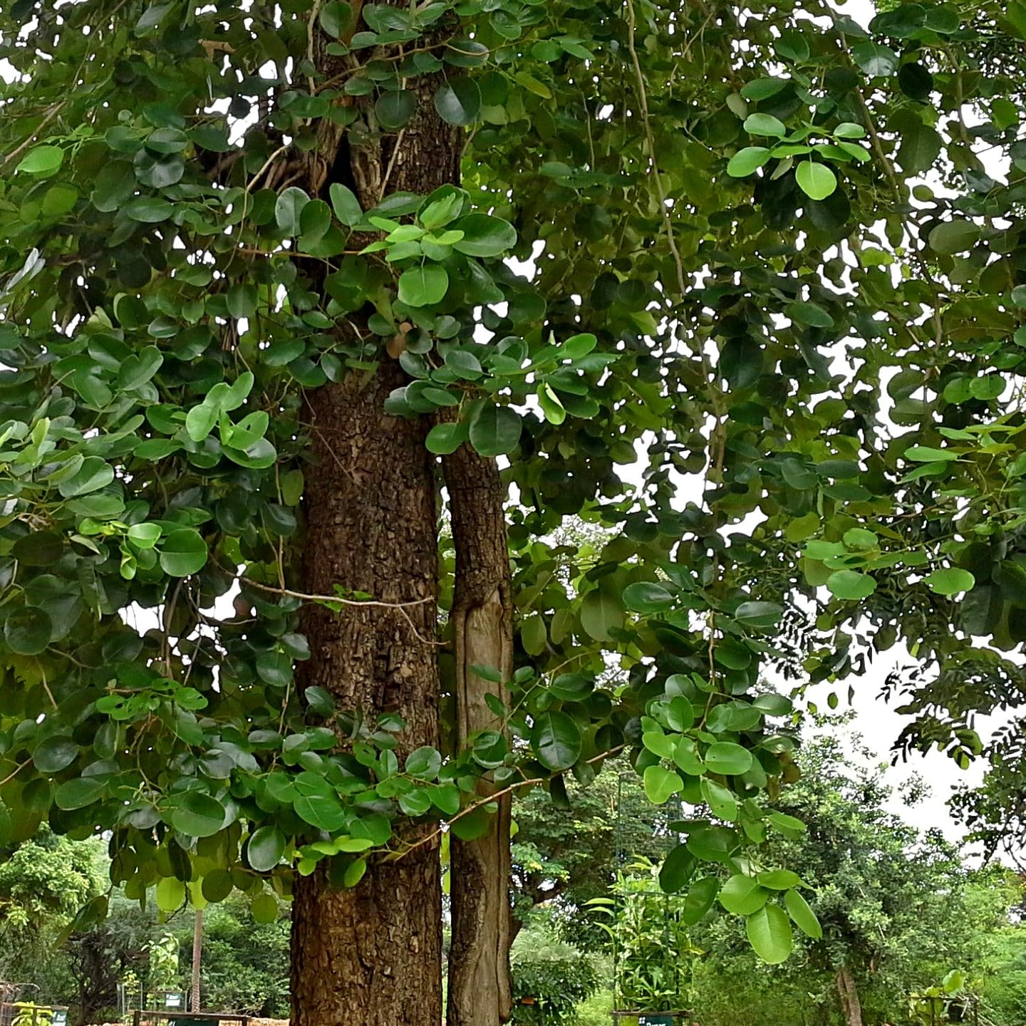 Palm Beach Medicinal Herbs - Red Sandalwood Tree (Pterocarpus santalinus) - Packet of 5 Seeds