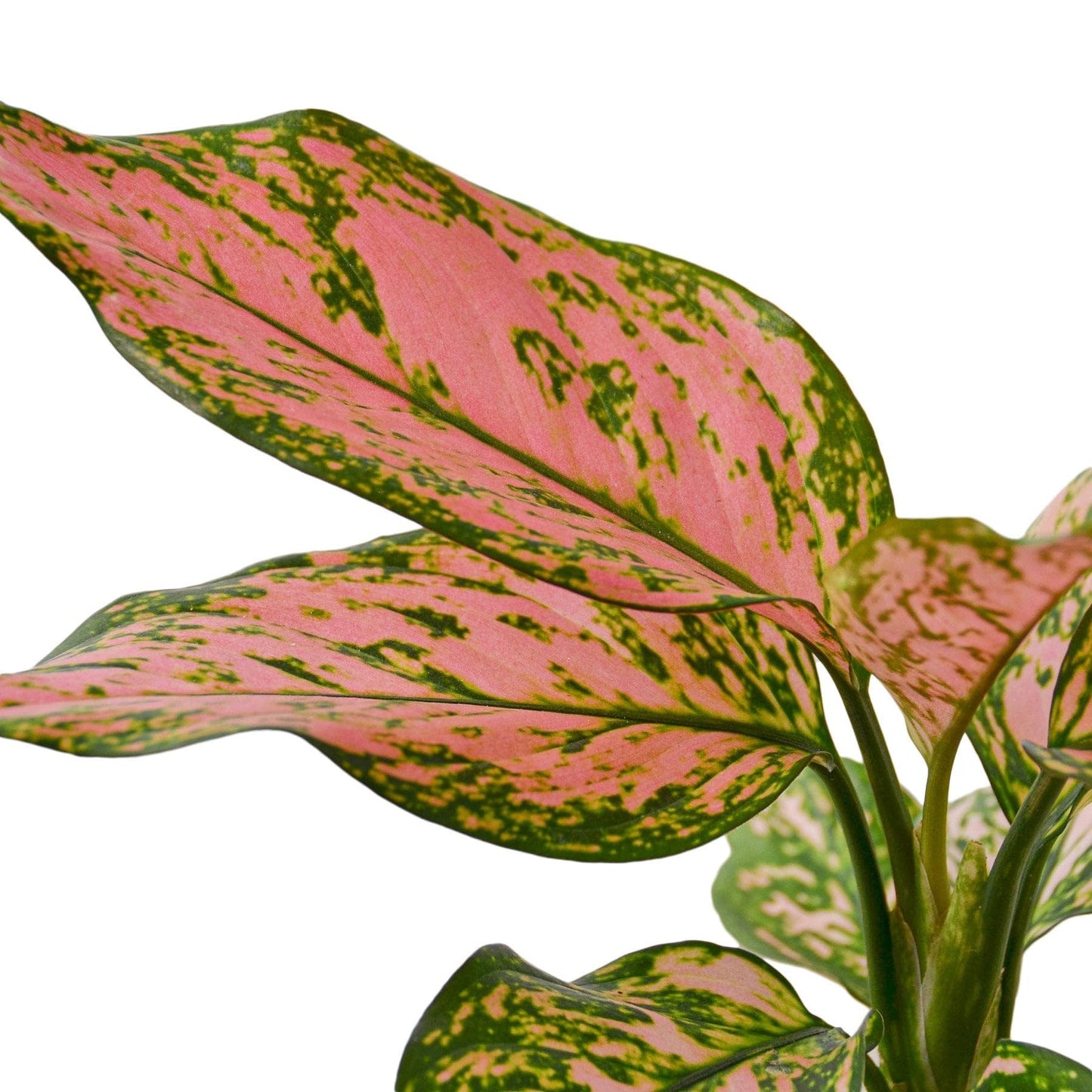 7 Pack Chinese Evergreen 'Lady Valentine' in 2in Pot - Live Plants Tropical Houseplants | Variegated | USA Growers | The Snobby Leaf