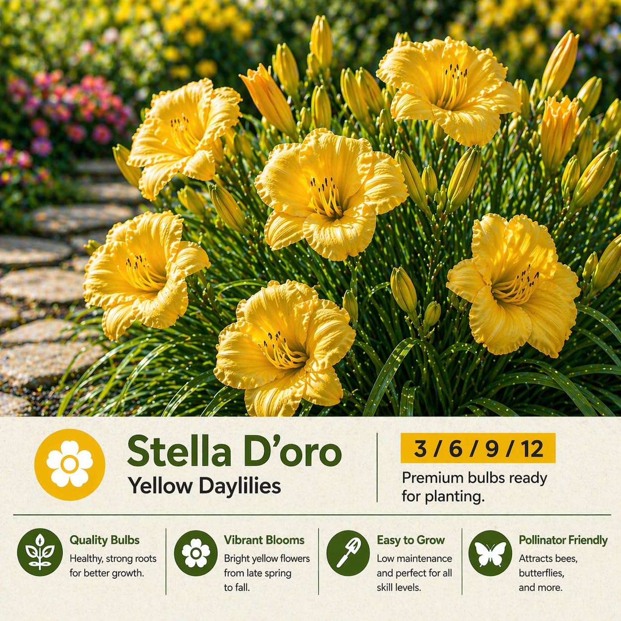 American Stella D’Oro Daylily Bare Roots – Perennial Hemerocallis for Spring Planting – Easy-to-Grow Outdoor Garden Flowers – Attracts Butterflies & Bees (12, Twelve Bare Roots with Bulb Planter)