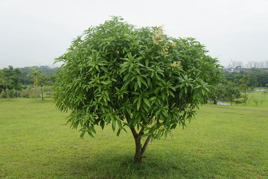 Mango Tree - Live Fruit Tree in a 3 Gallon Pot - Mangifera Indica 'Phillipine' - Tropical Edible Fruit Bearing Tree