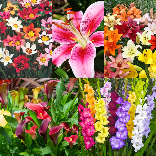 Complete Flower Bulb Garden - 75 Bulbs for 50 Days of Continuous Blooms (Summer Color from July Through October) - Easy to Grow Summer Planting Bulbs by Willard & May