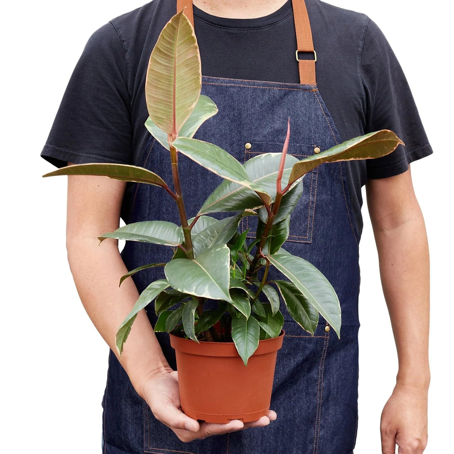 6 Pack Ficus Elastica 'Tineke' in 6in Pot - Live Plants Tropical Houseplants | Variegated | USA Growers | The Snobby Leaf