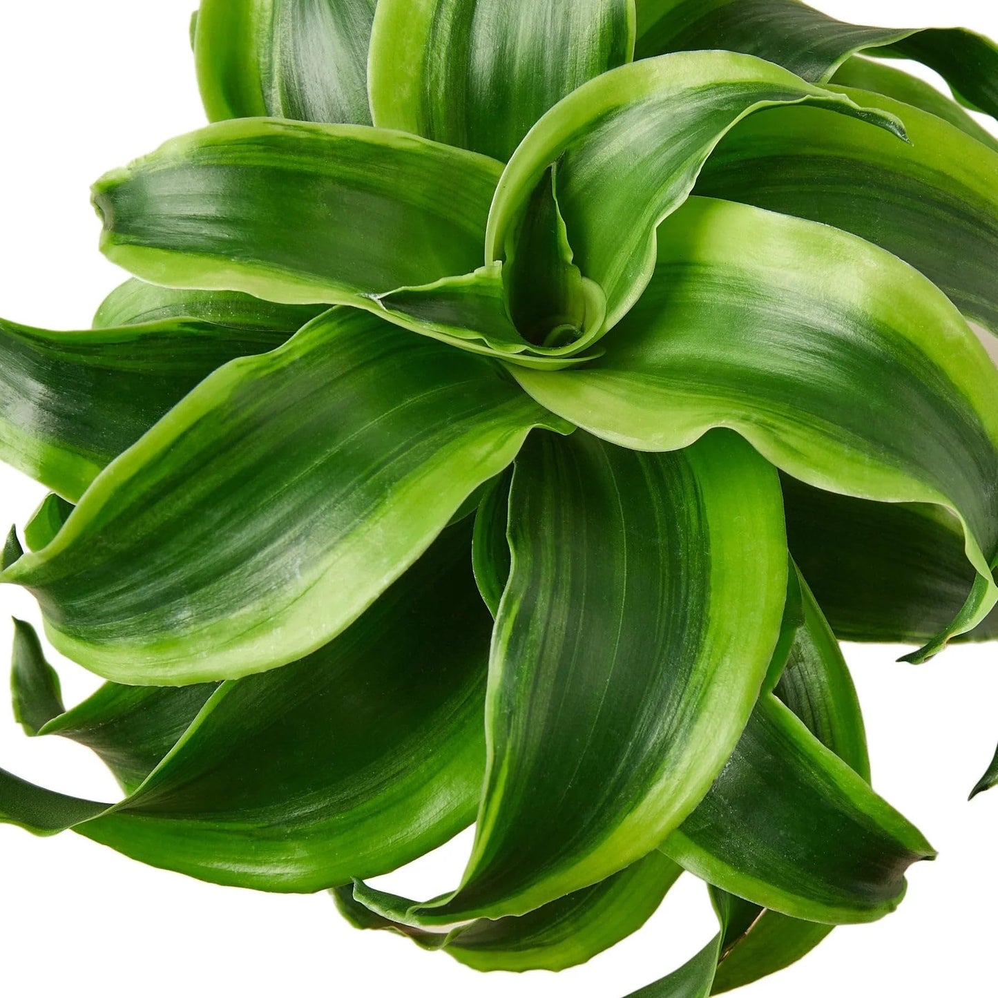 8 Pack Dracaena 'Tornado' in 4in Pot - Live Plants Tropical Houseplants | Variegated | USA Growers | The Snobby Leaf