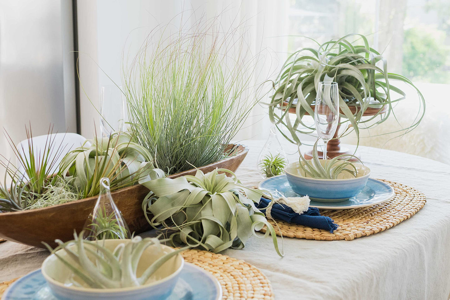 Tillandsia Leonamiana Air Plant - Wholesale and Bulk - Succulents - Live Tillandsia - Easy Care Indoor and Outdoor House Plants (Single)